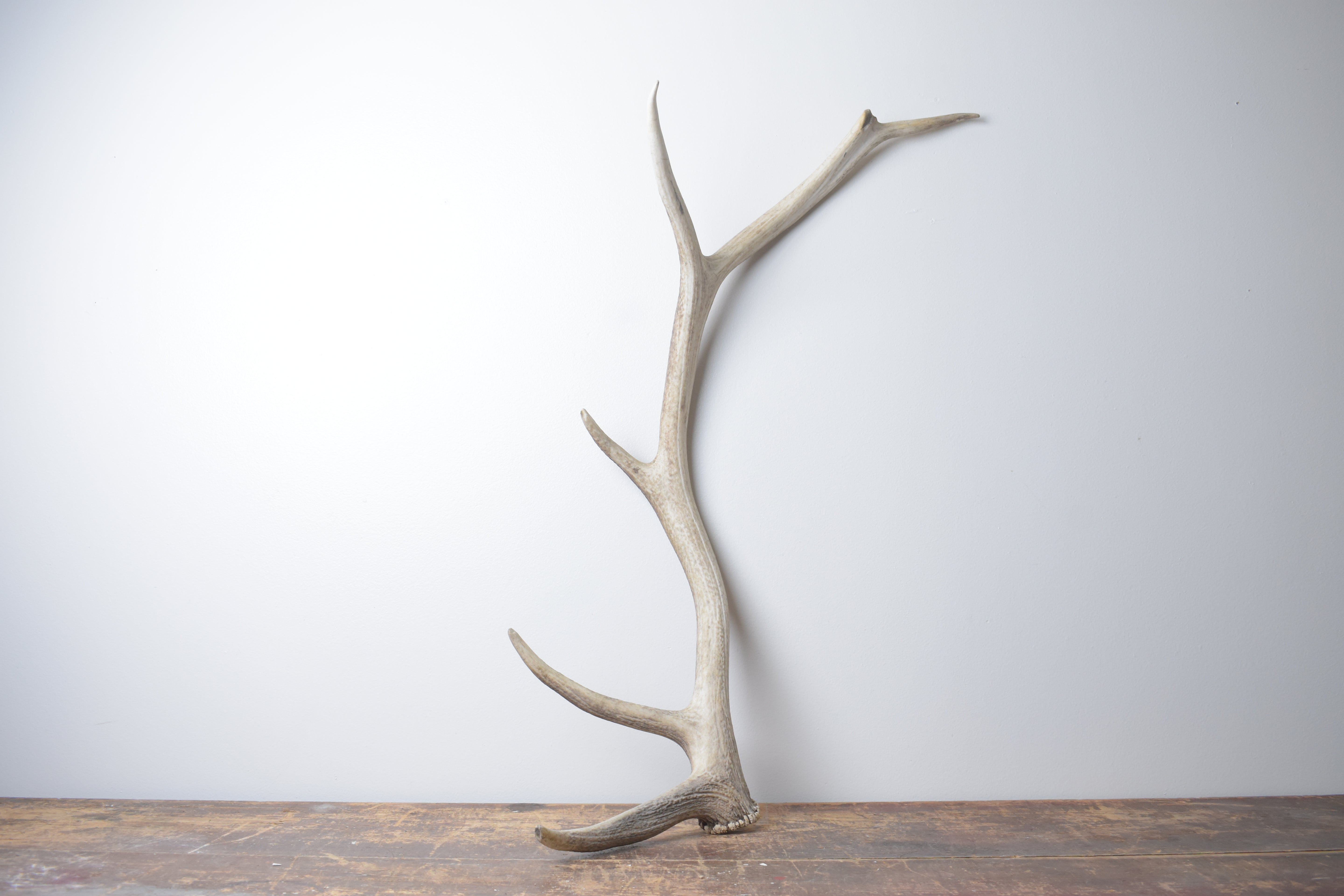 Elk Antler | Large Size | 124