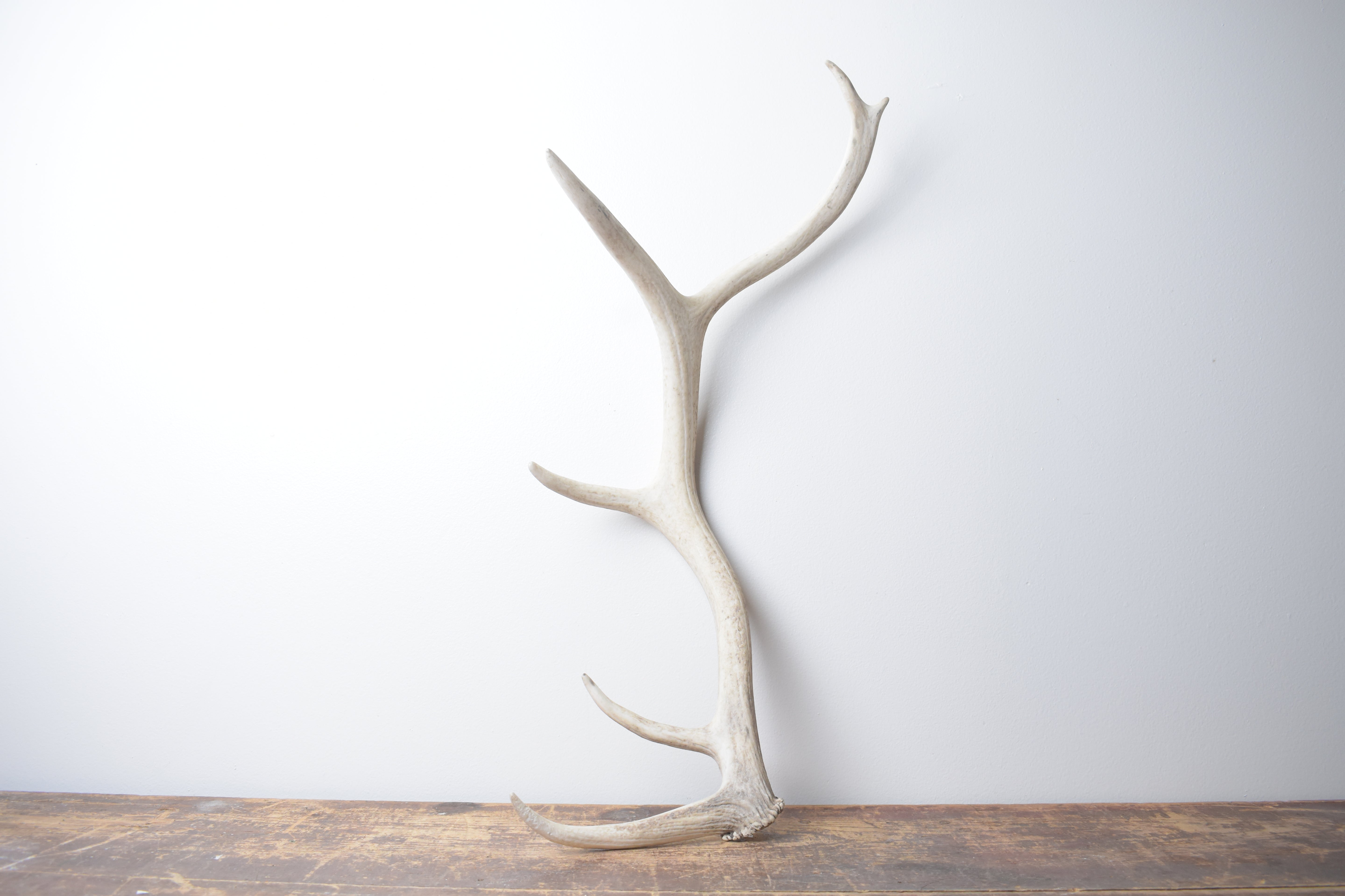 Elk Antler | Small Size | 125