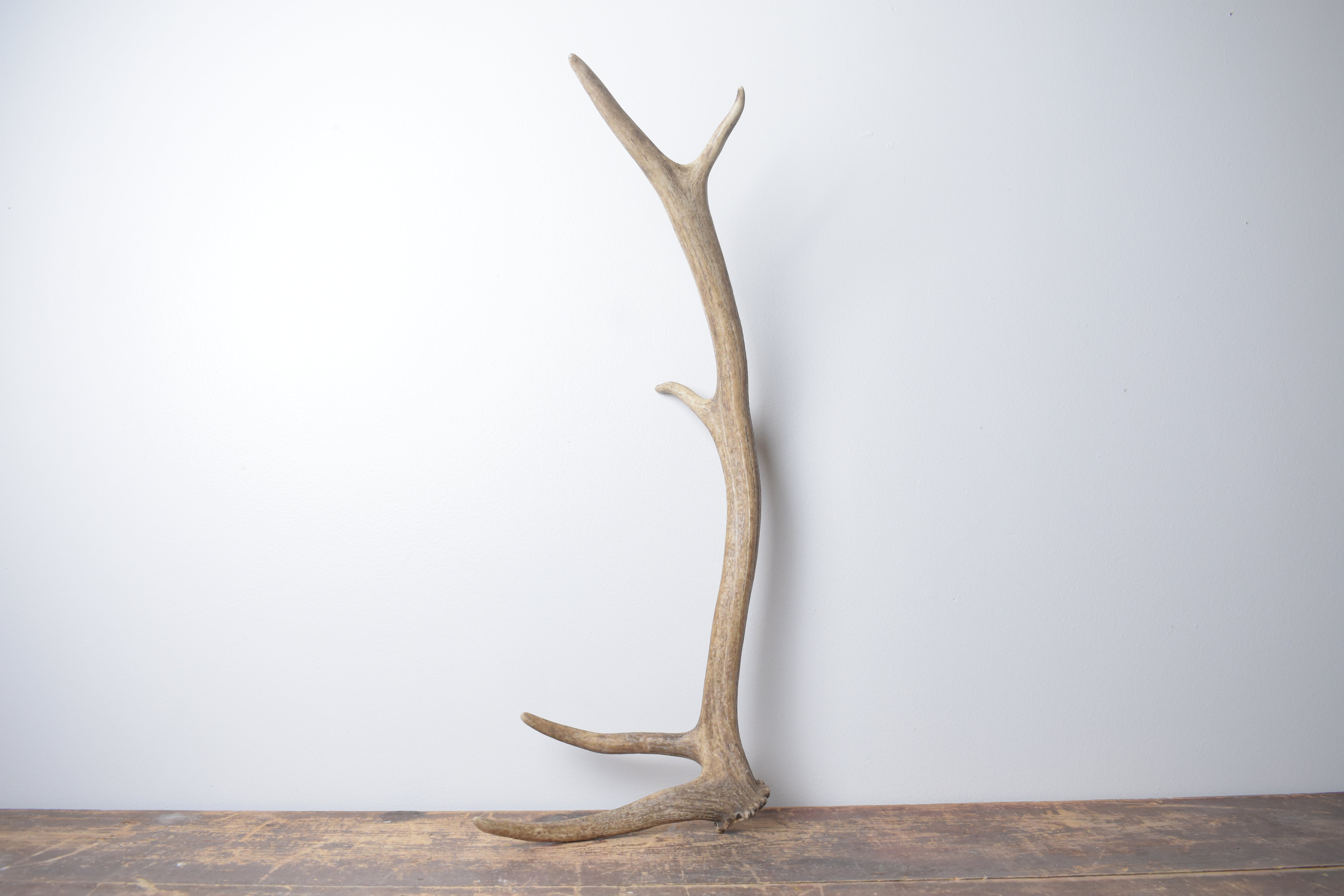 Elk Antler | Small Size | 147