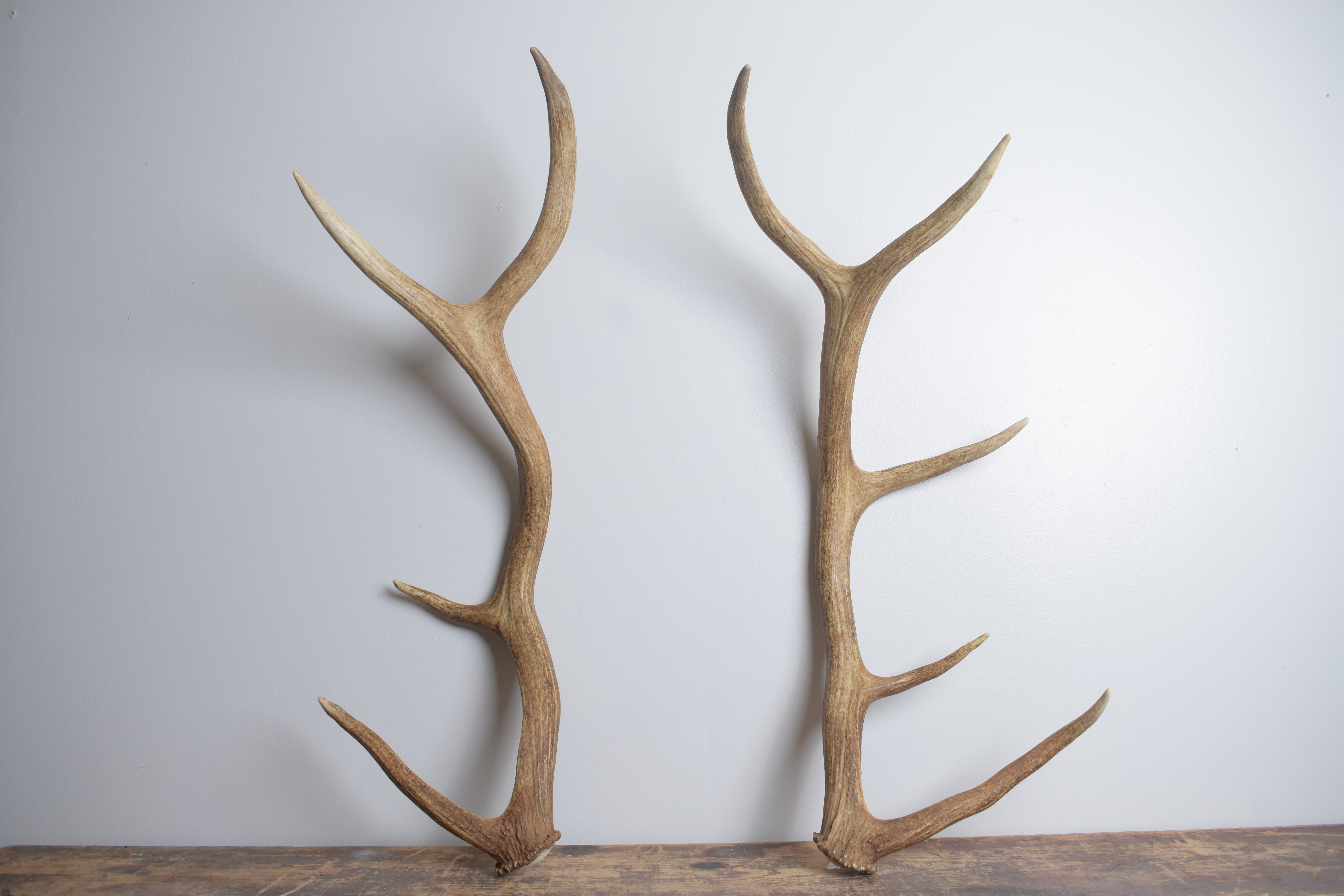 Elk Antler Set | Medium | 153