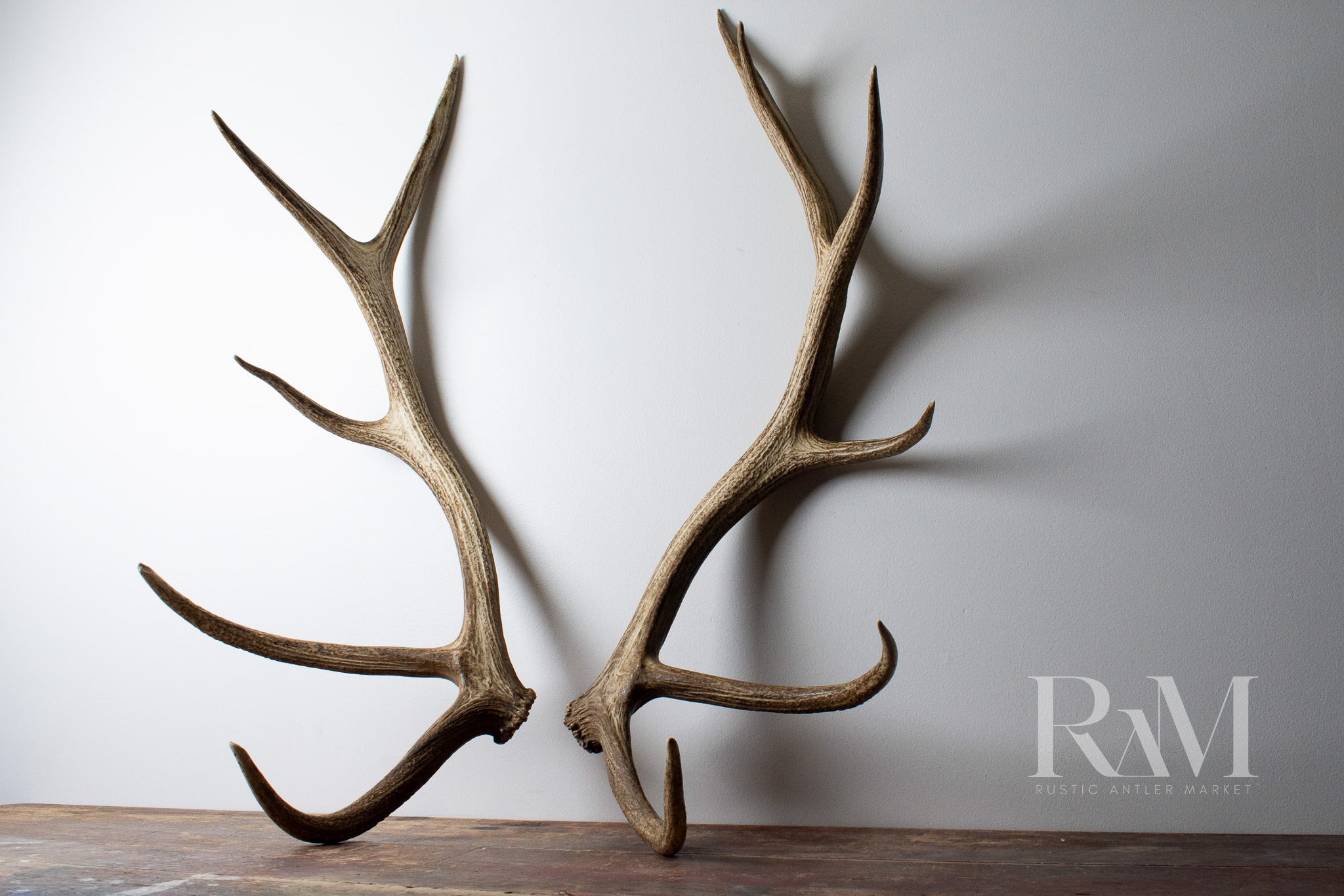 Elk Antler | DF 54