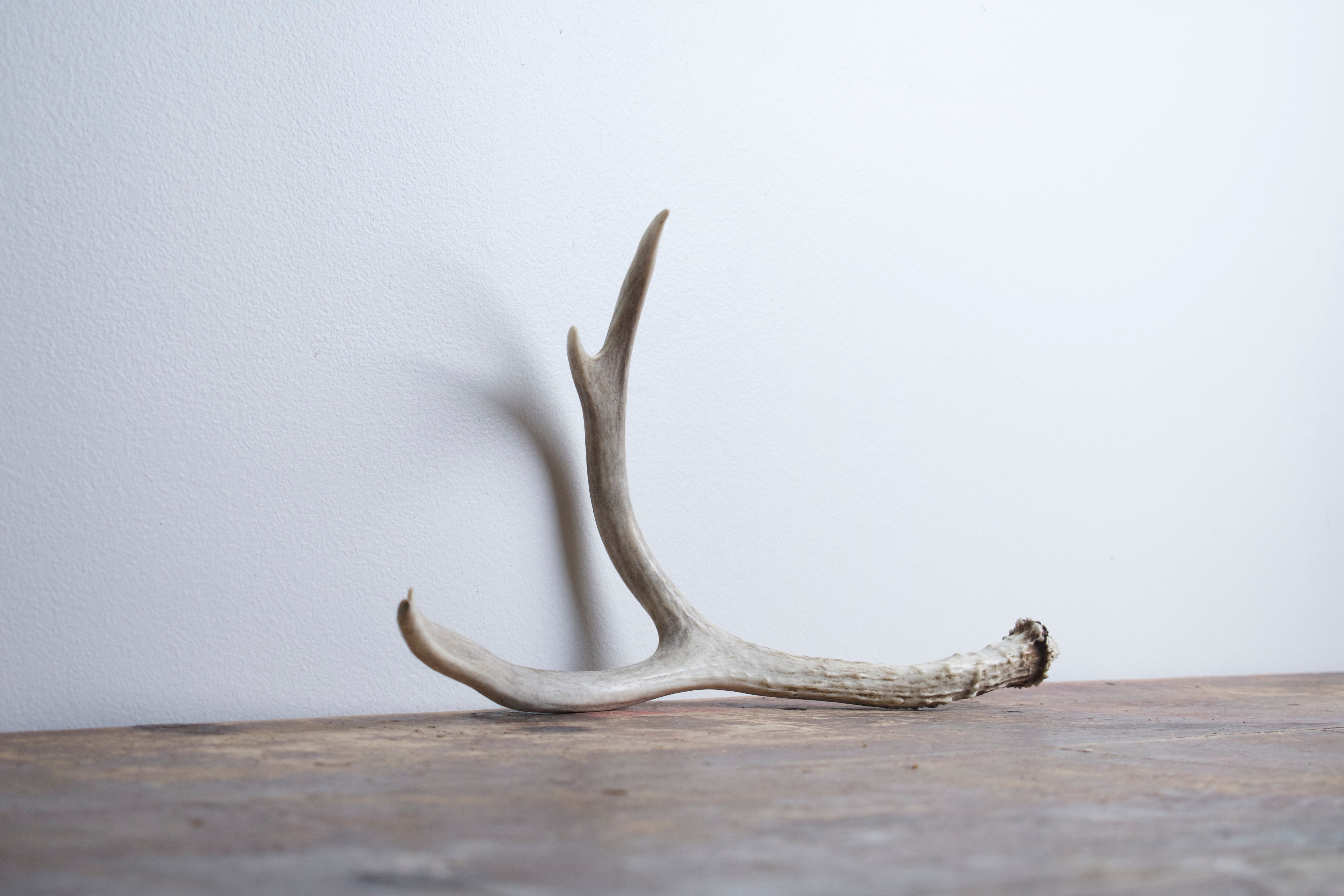 Mule Deer Antler | Medium Size | 29
