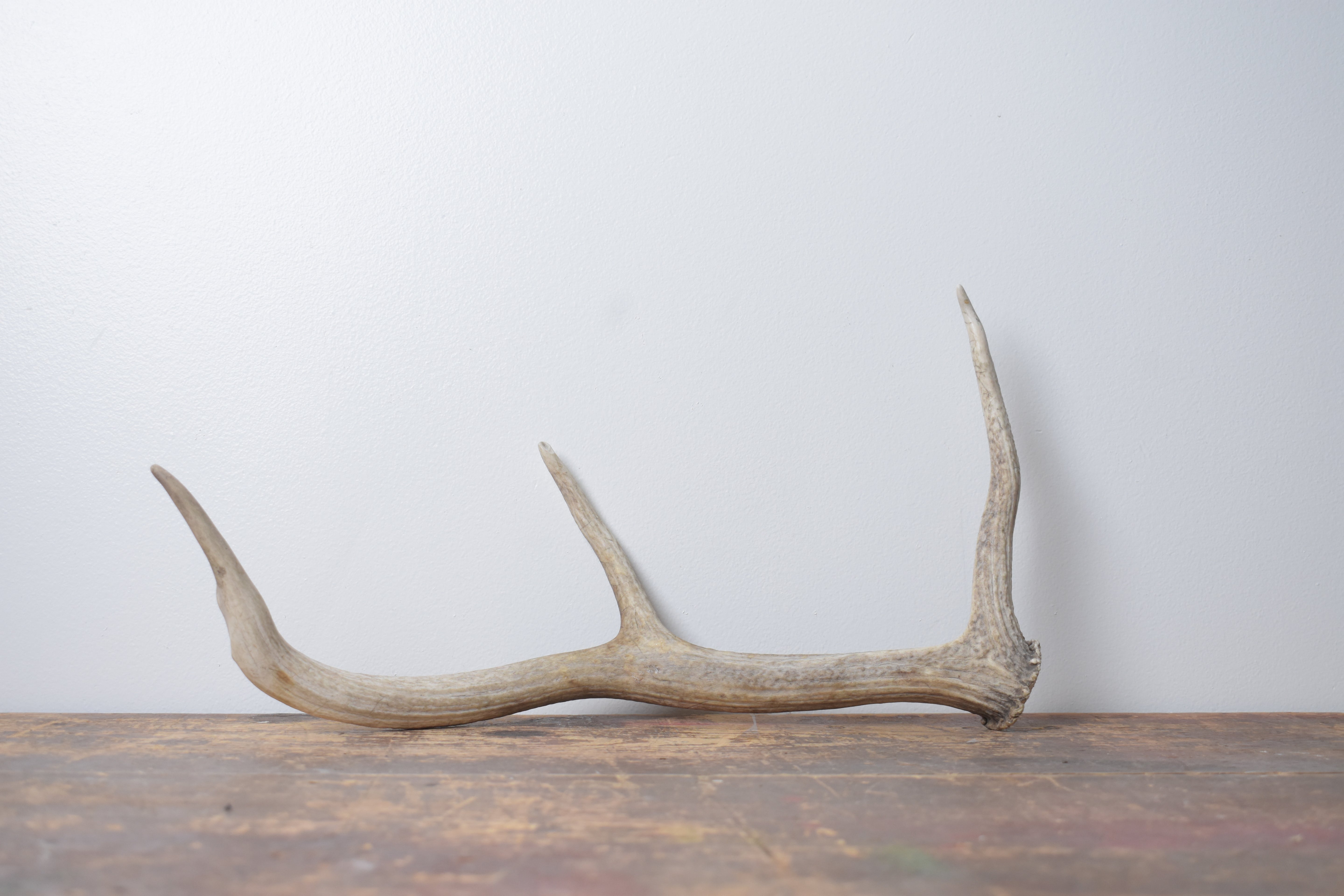 Elk Antler | Small Size | 126
