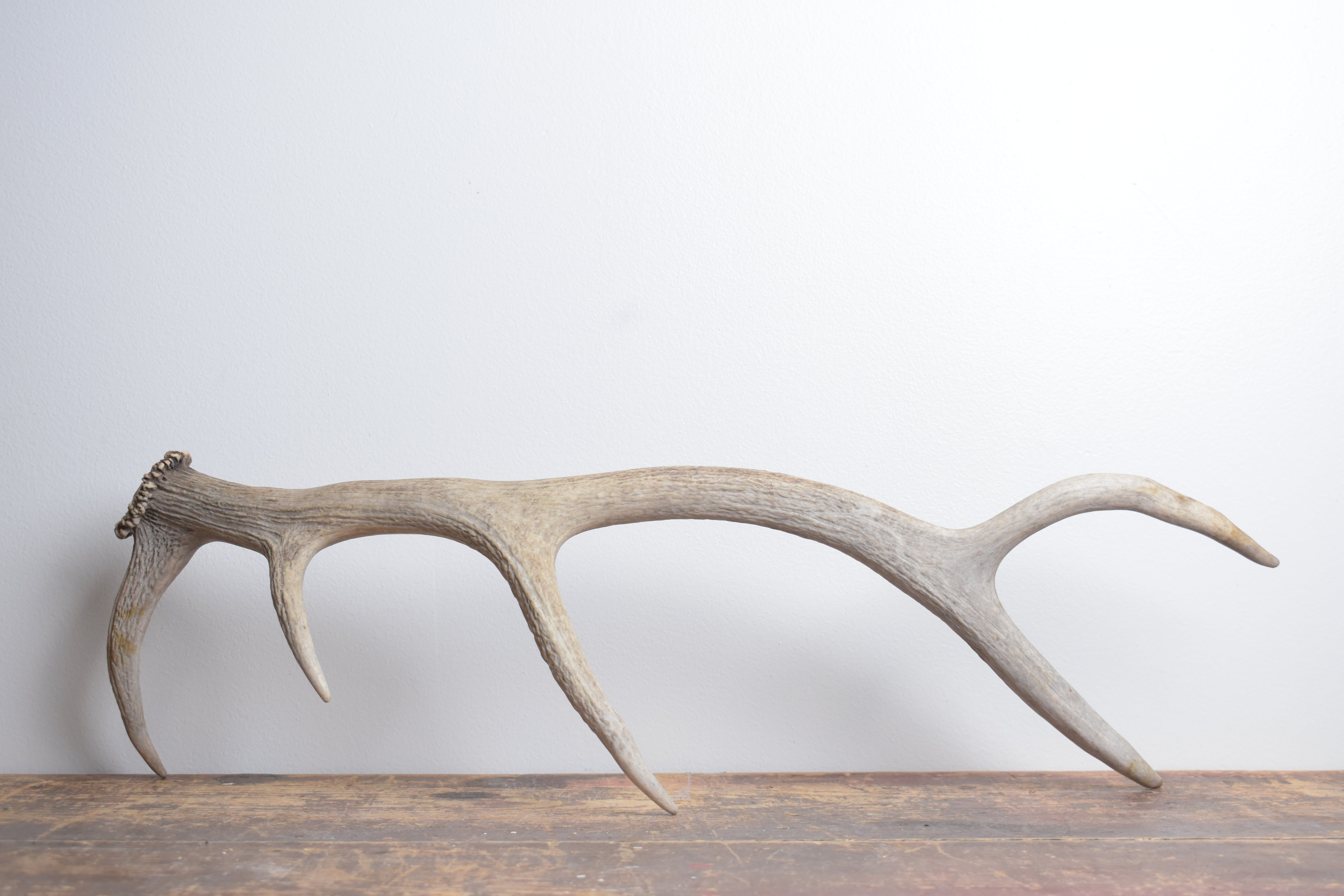 Elk Antler | Small Size | 152