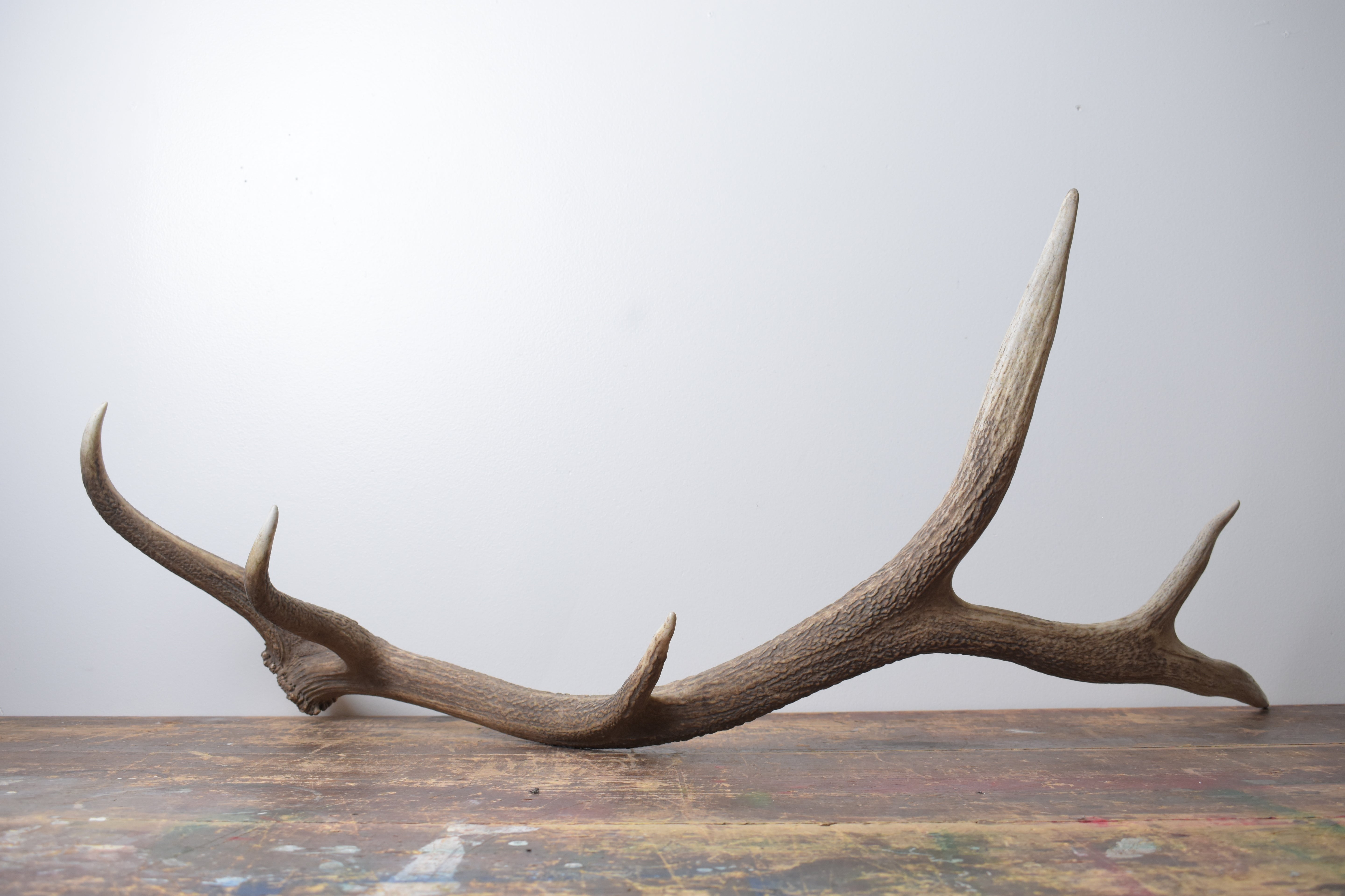 Elk Antler | Large Size | 169