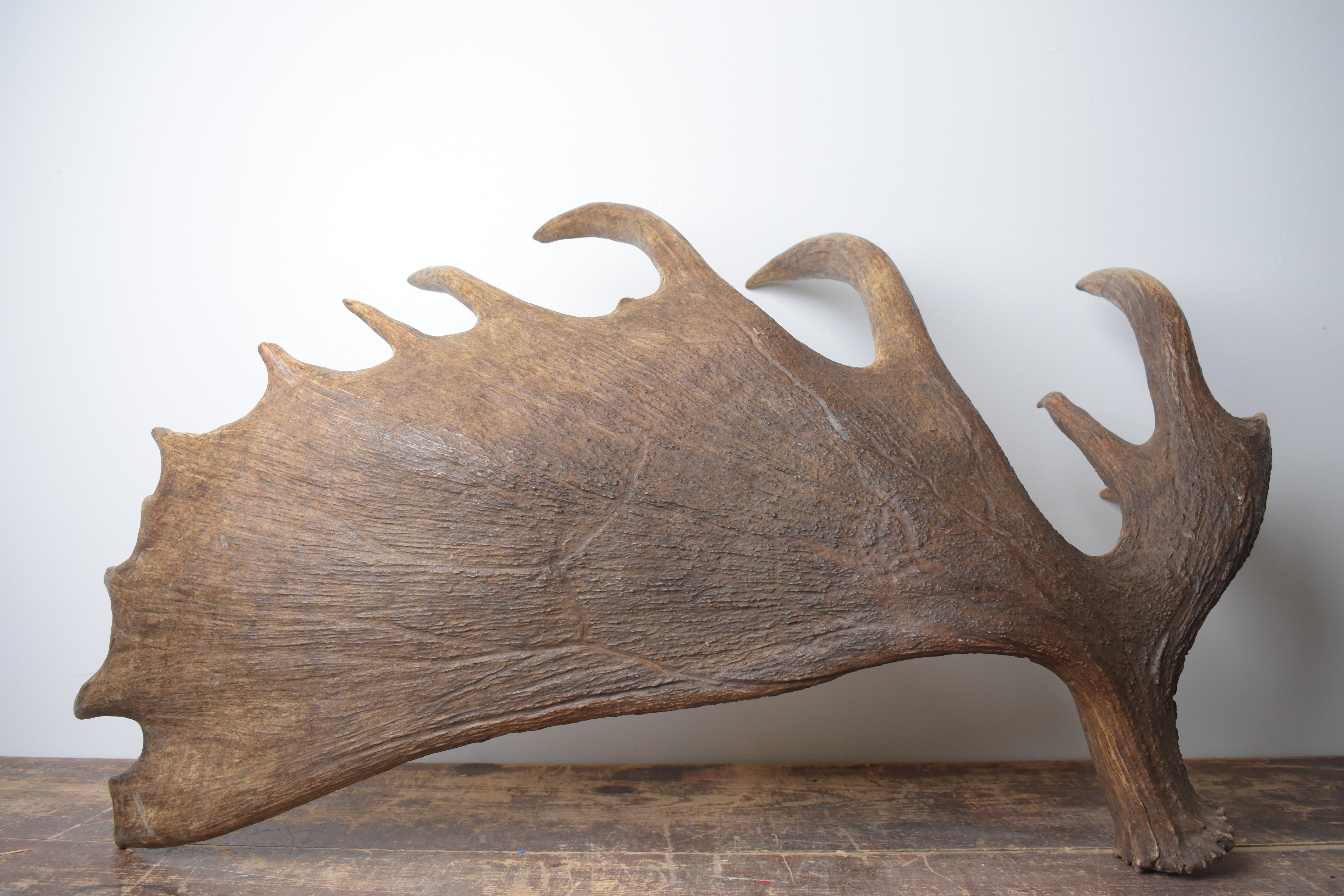Moose Antler | Extra-Large | 14