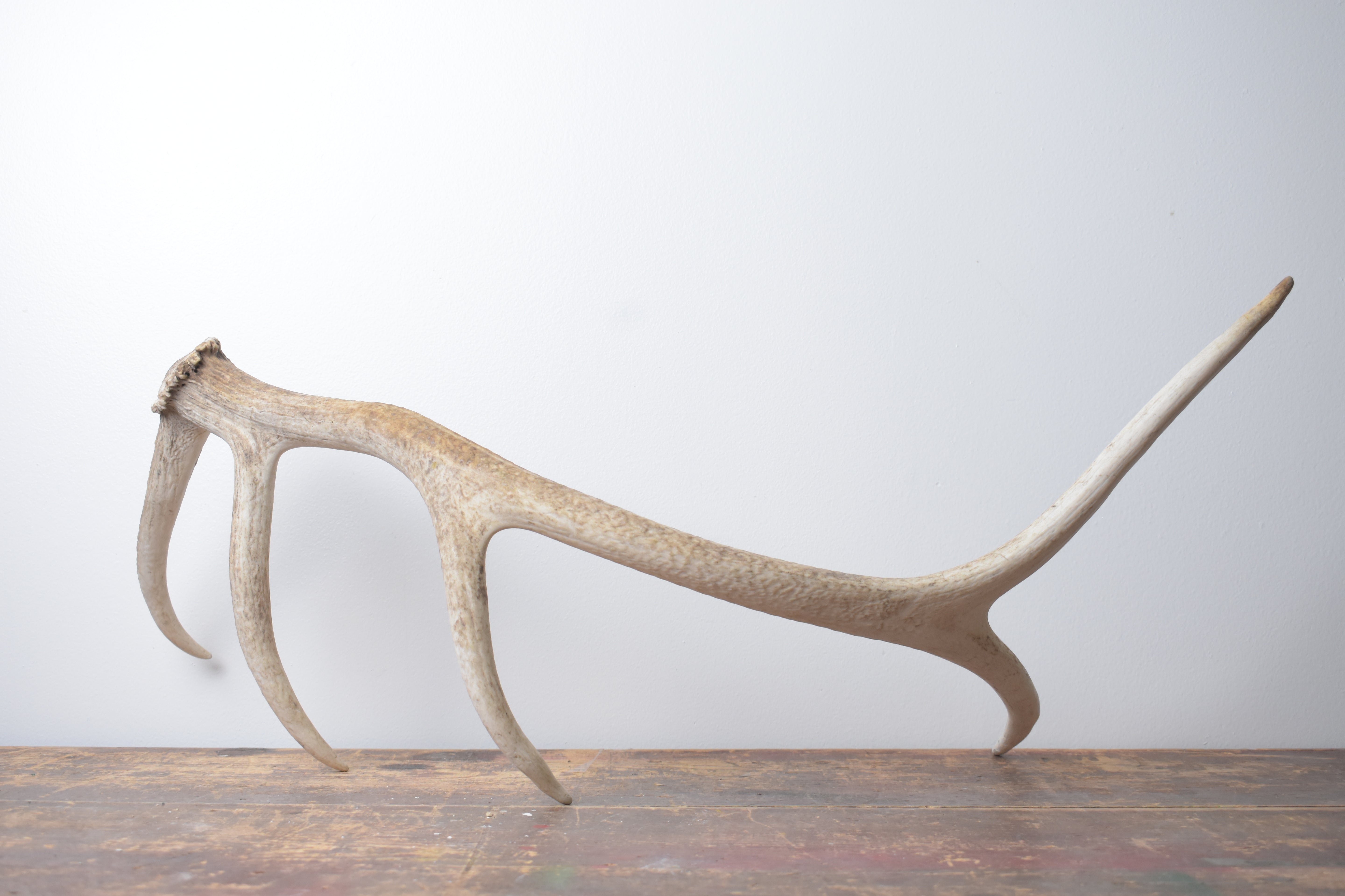 Elk Antler | Medium Size | 121