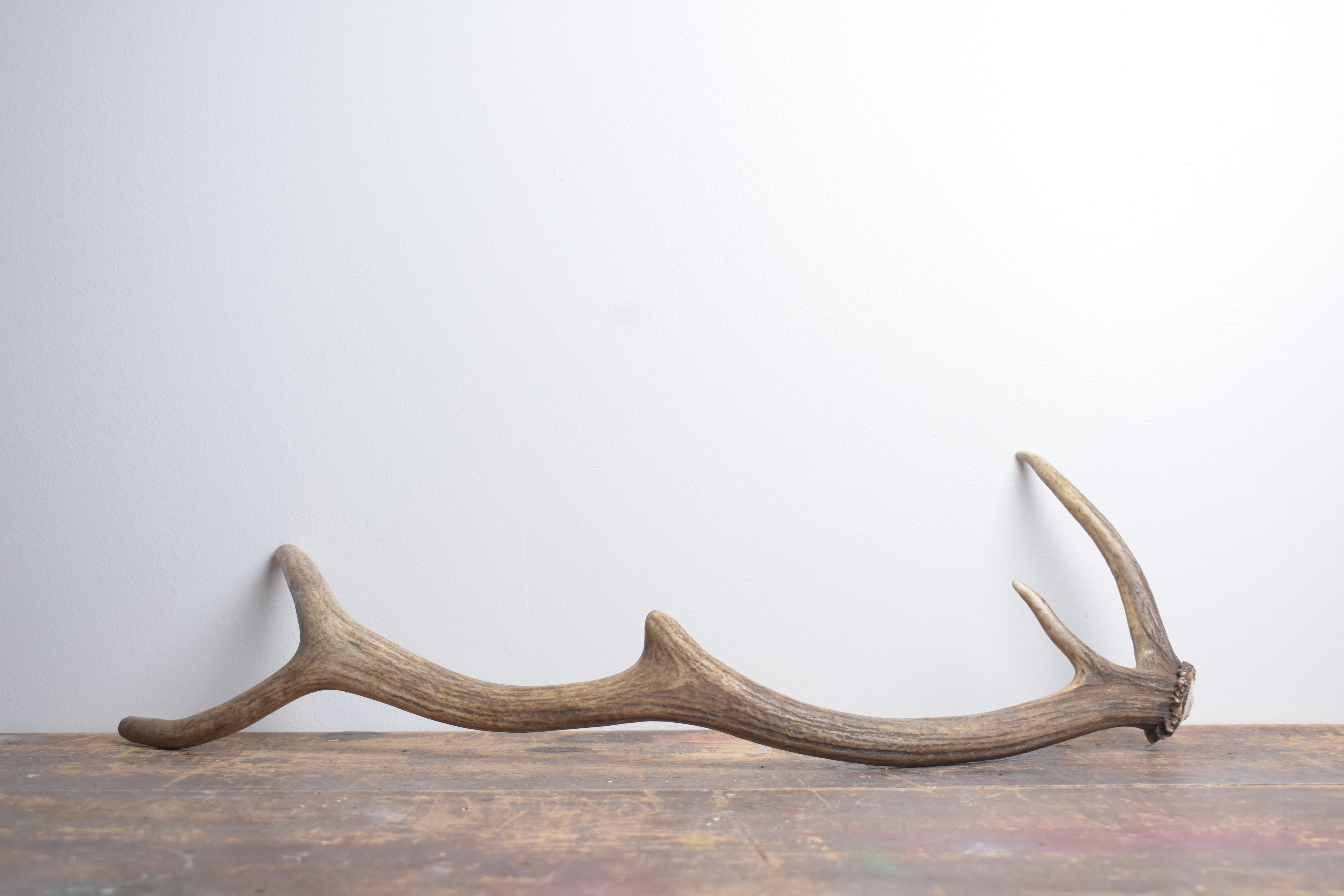 Elk Antler | Small Size | 150