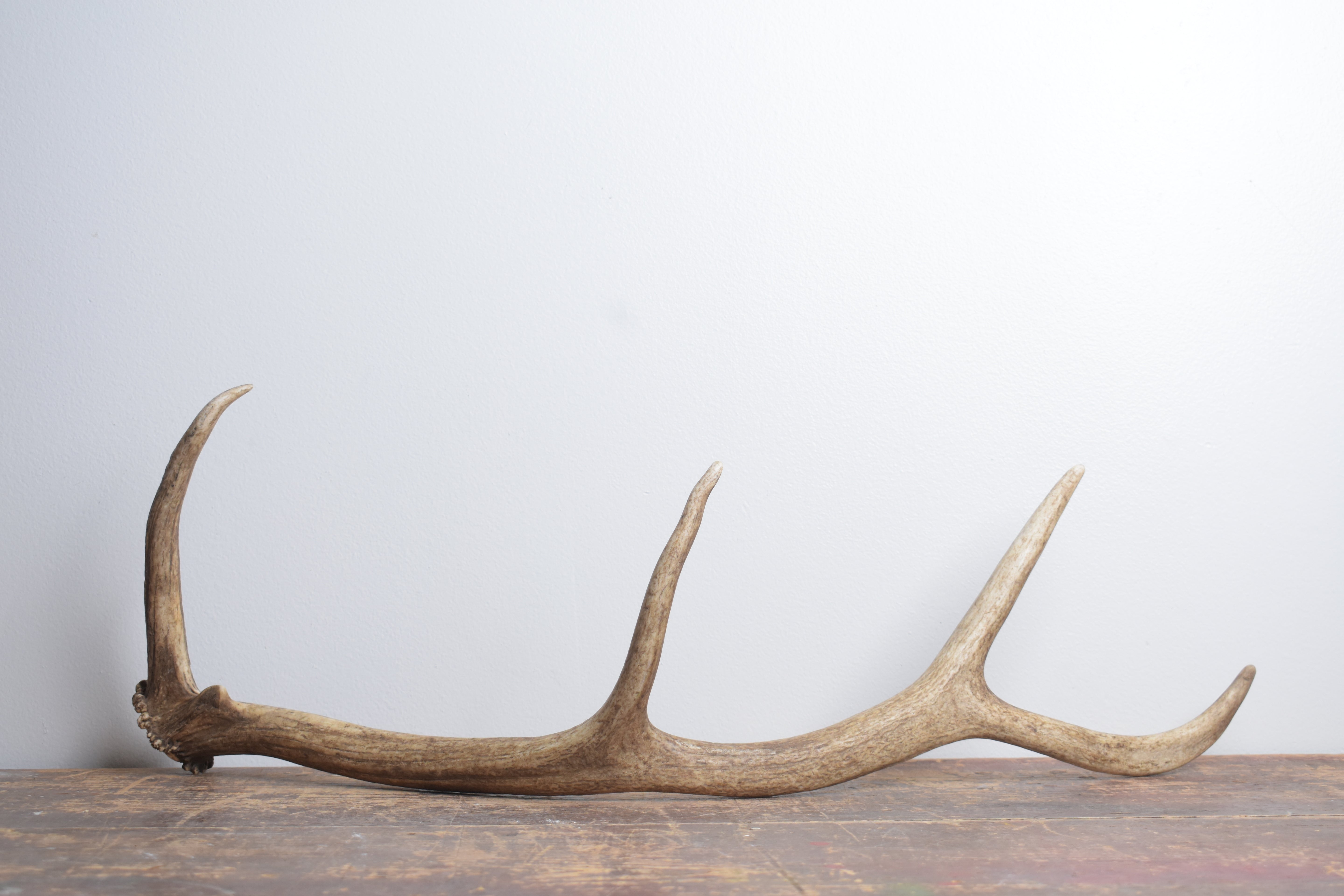 Elk Antler | Small Size | 149