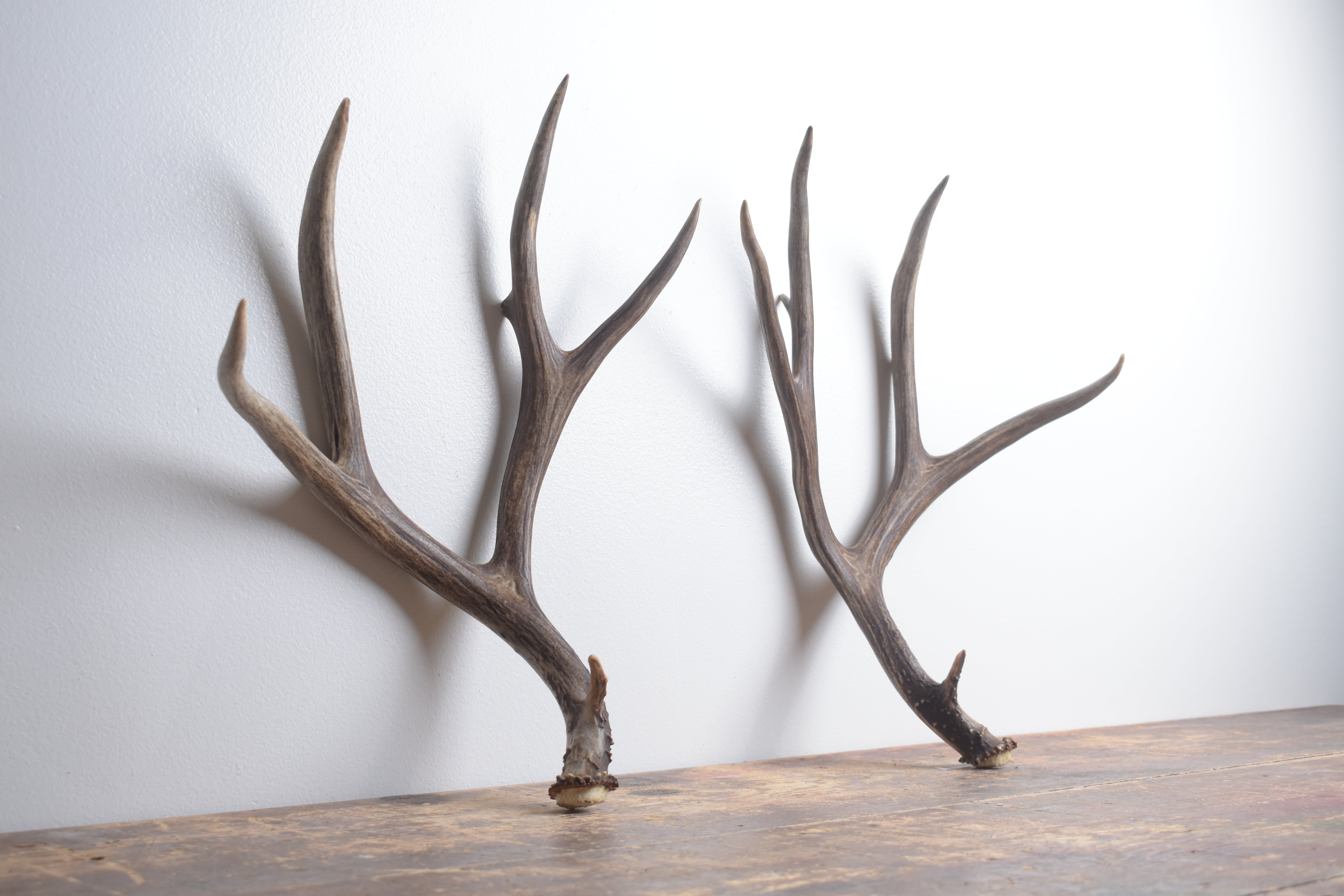Mule Deer Antler Set | Large | 2