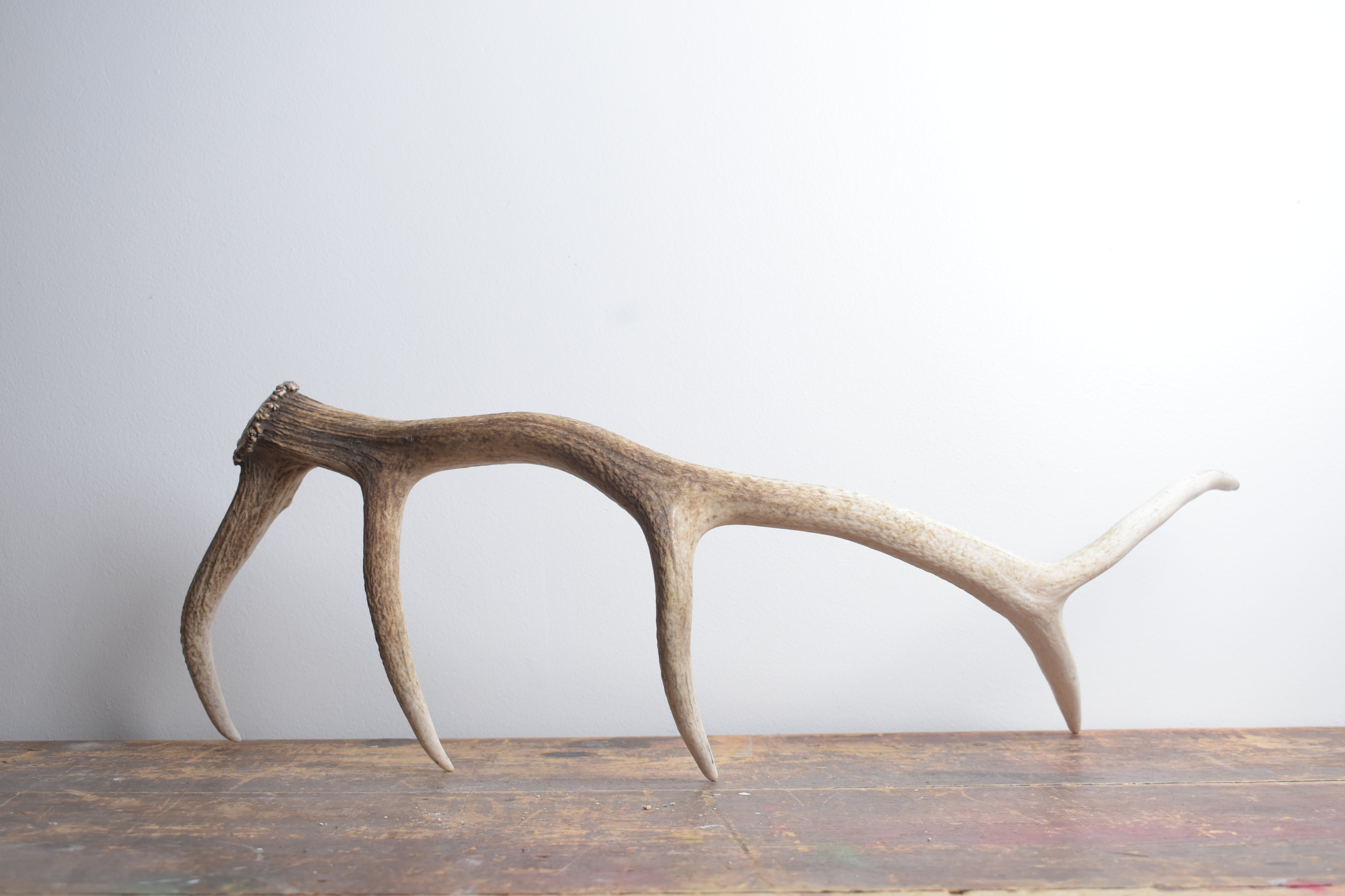 Elk Antler | Small Size | 123