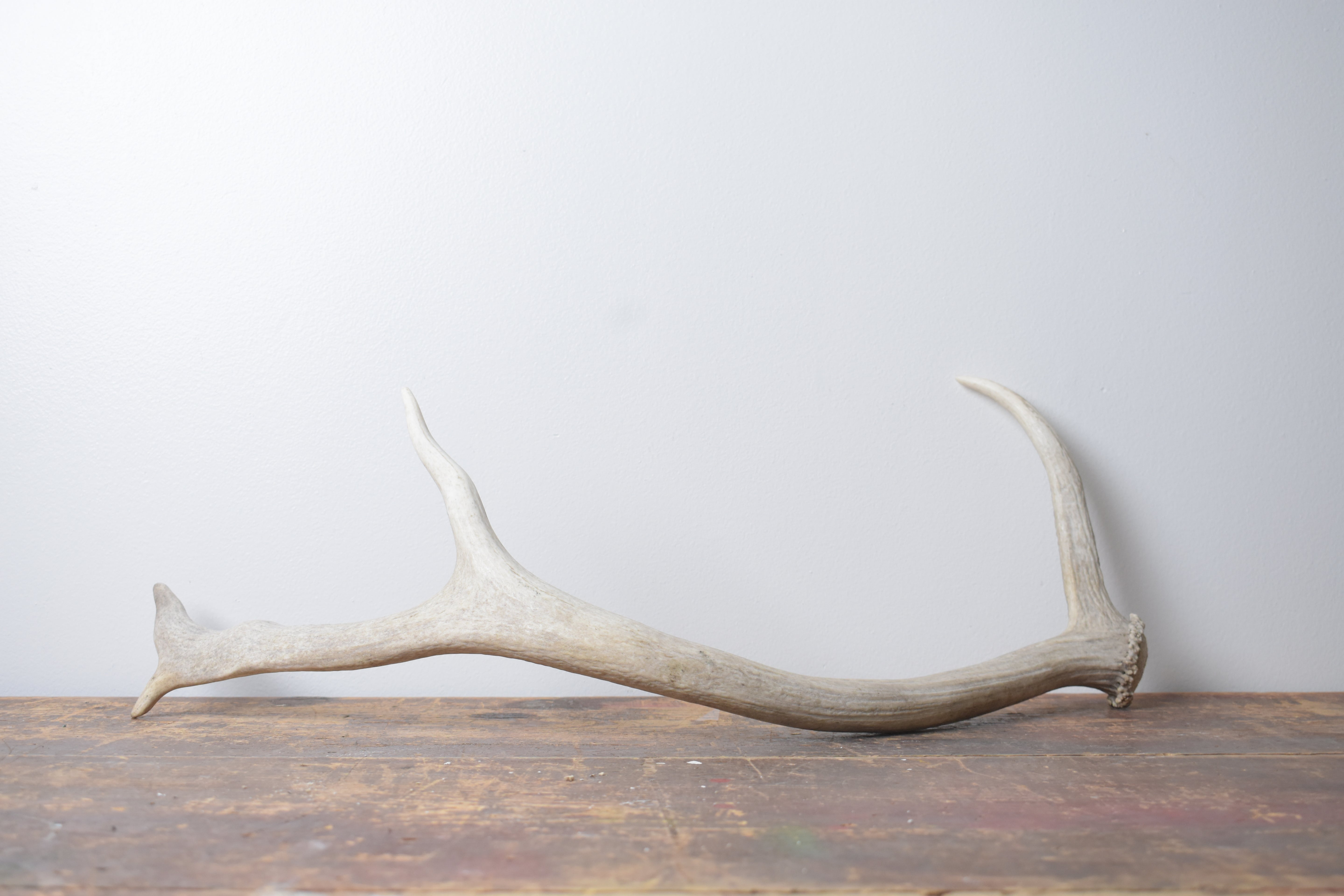 Elk Antler | Small Size | 130