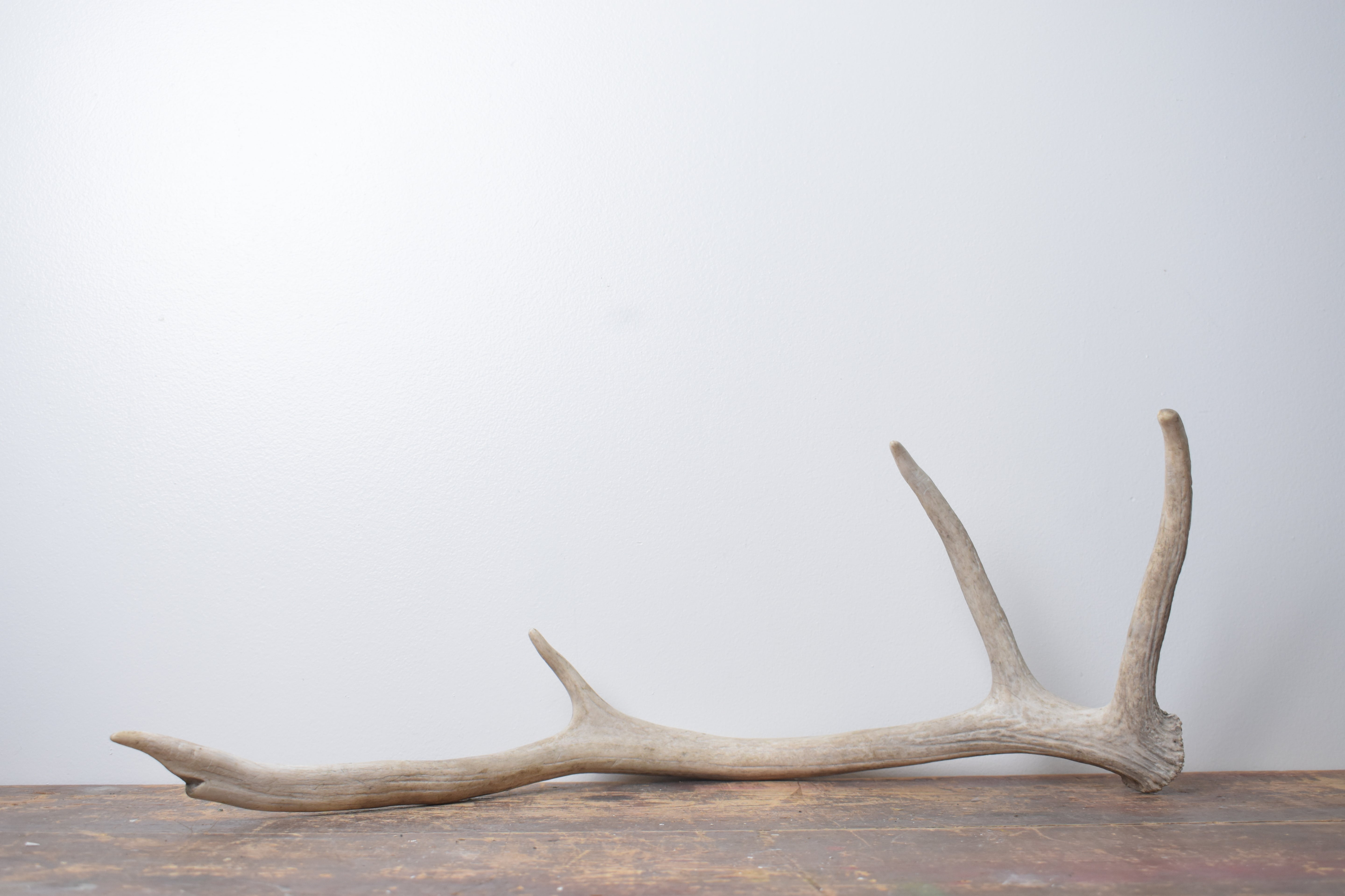 Elk Antler | Small Size | 144