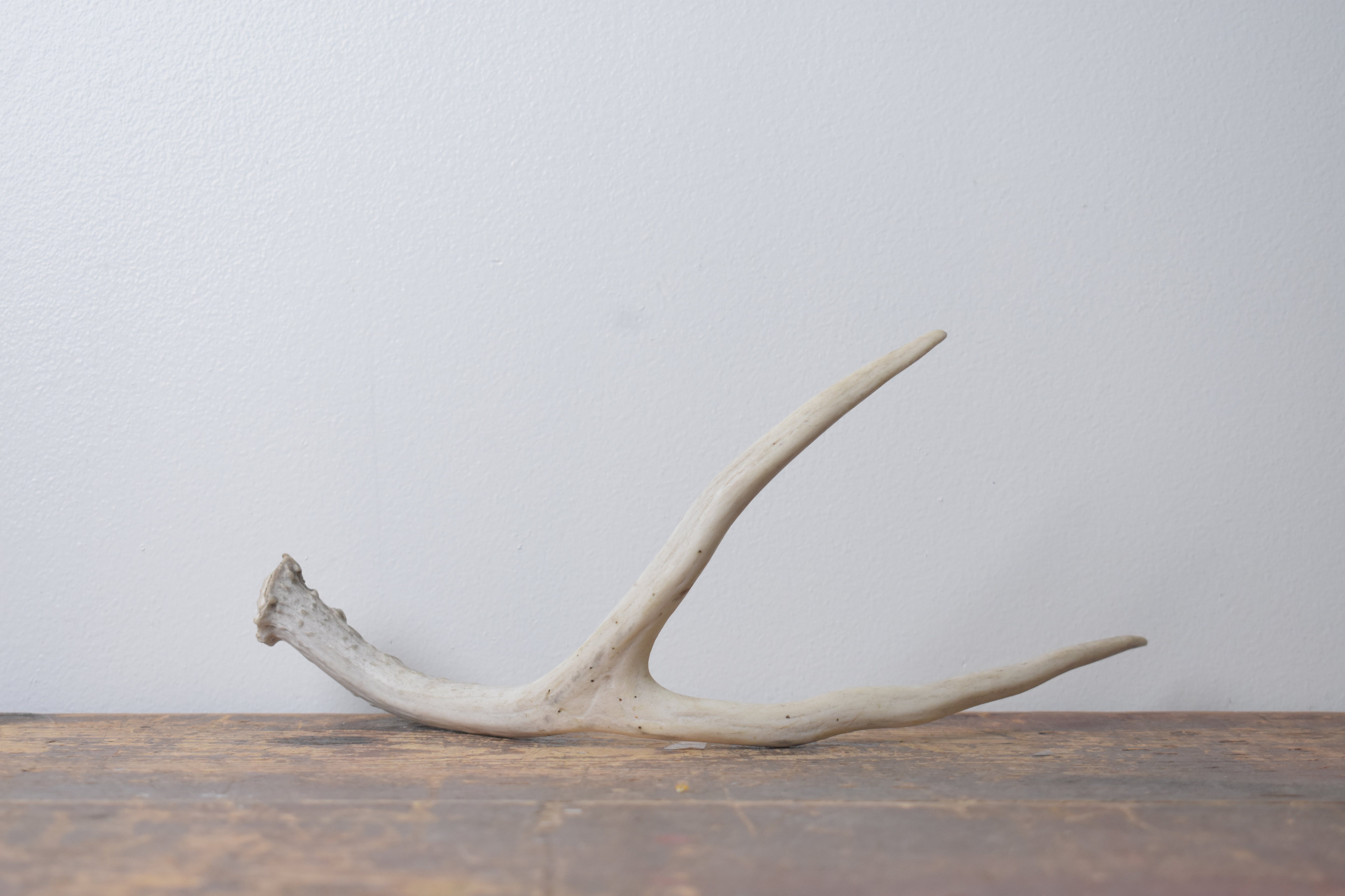 Mule Deer Antler | Small Size | 65