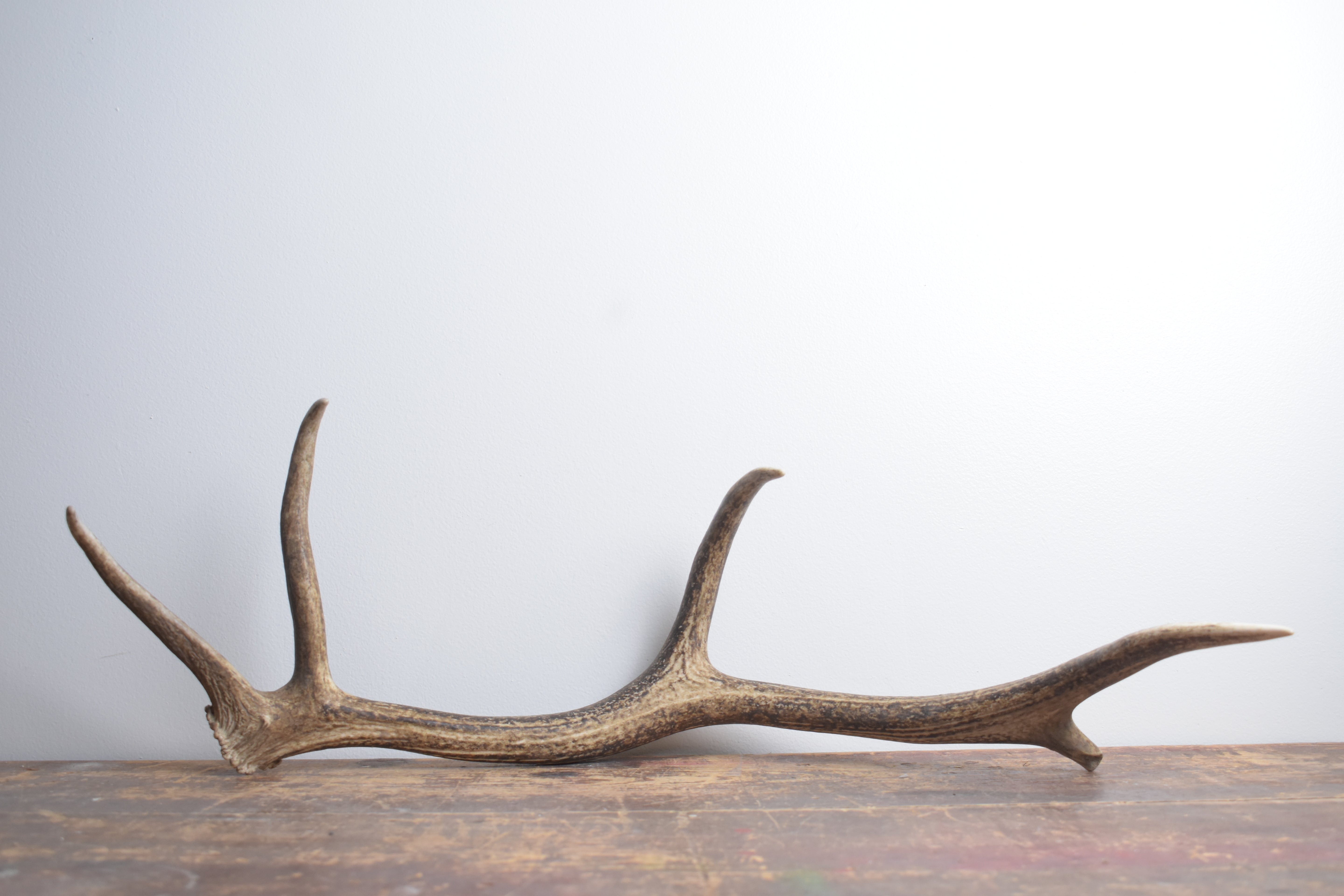 Elk Antler | Small Size | 139