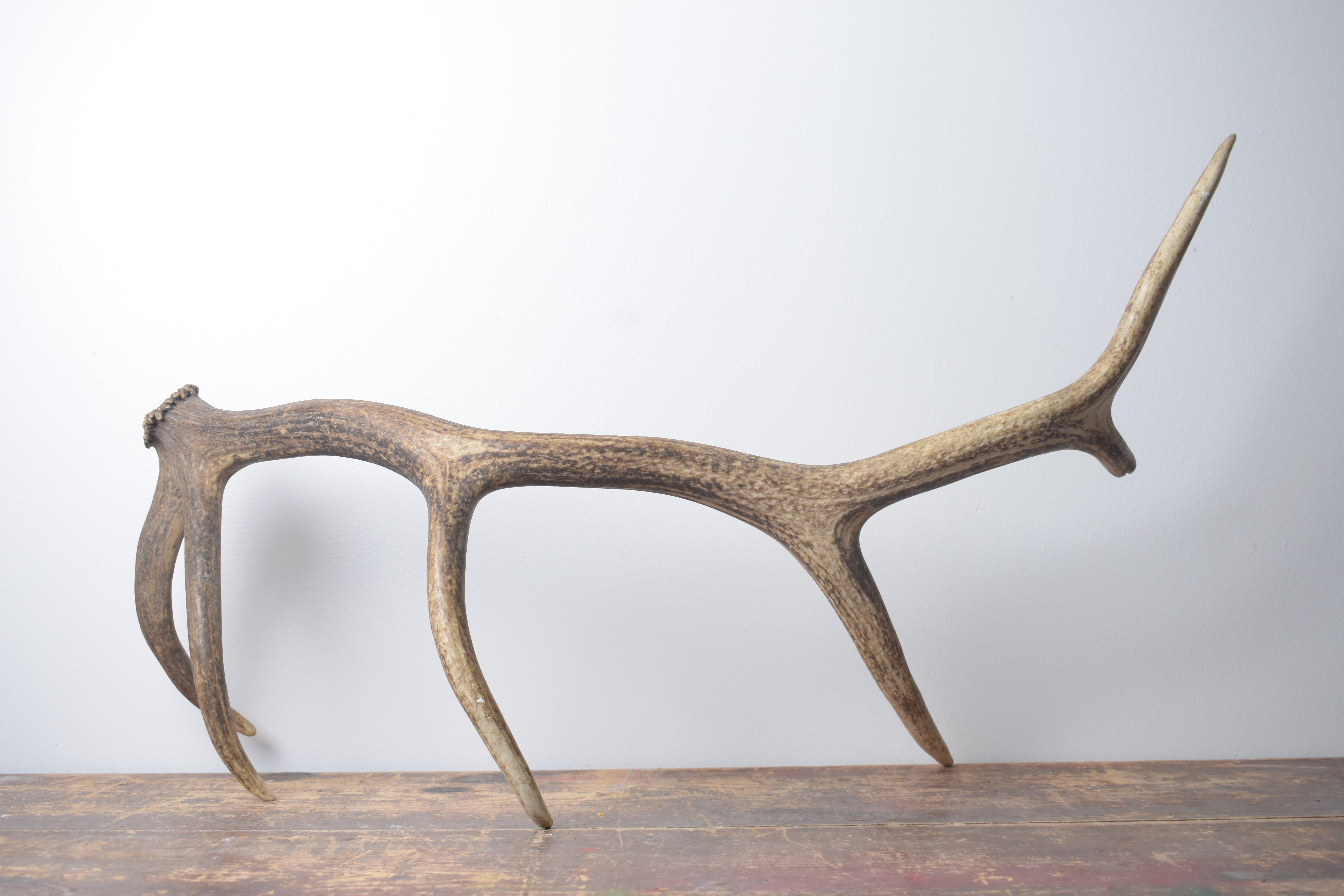 Elk Antler | Medium Size | 159