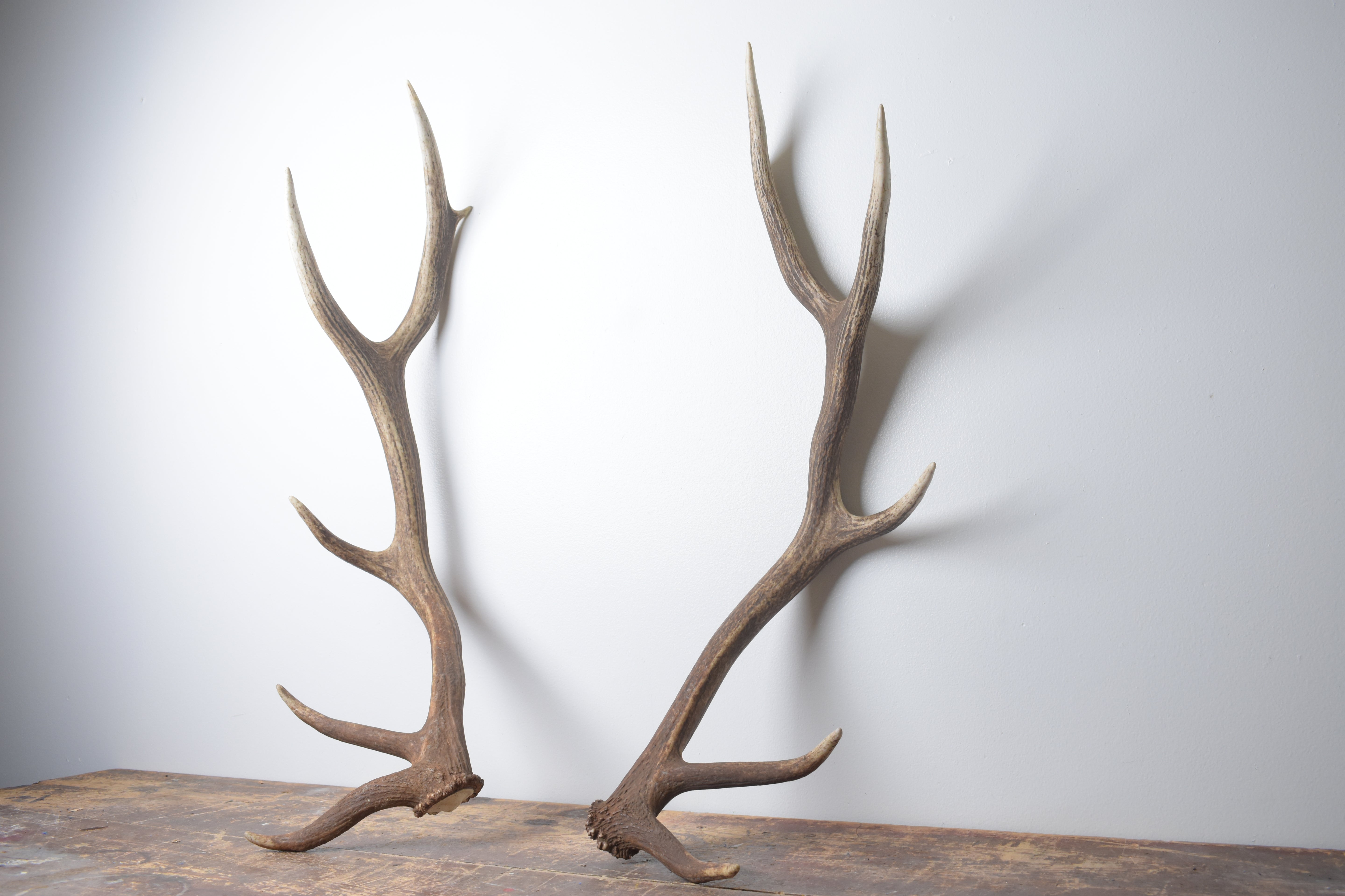 Elk Antler Set | Medium | 168