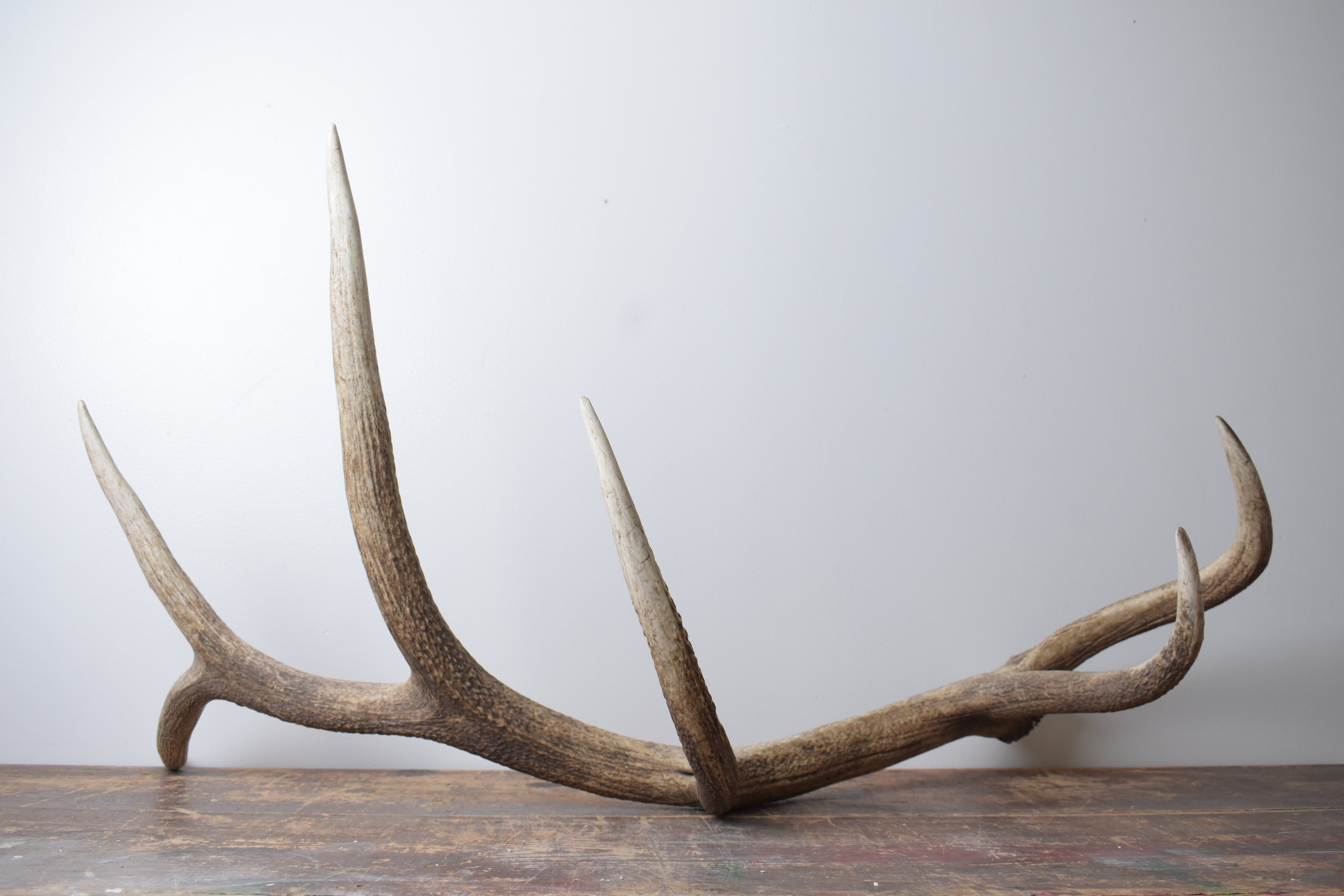 Elk Antler | Extra-Large Size | 174