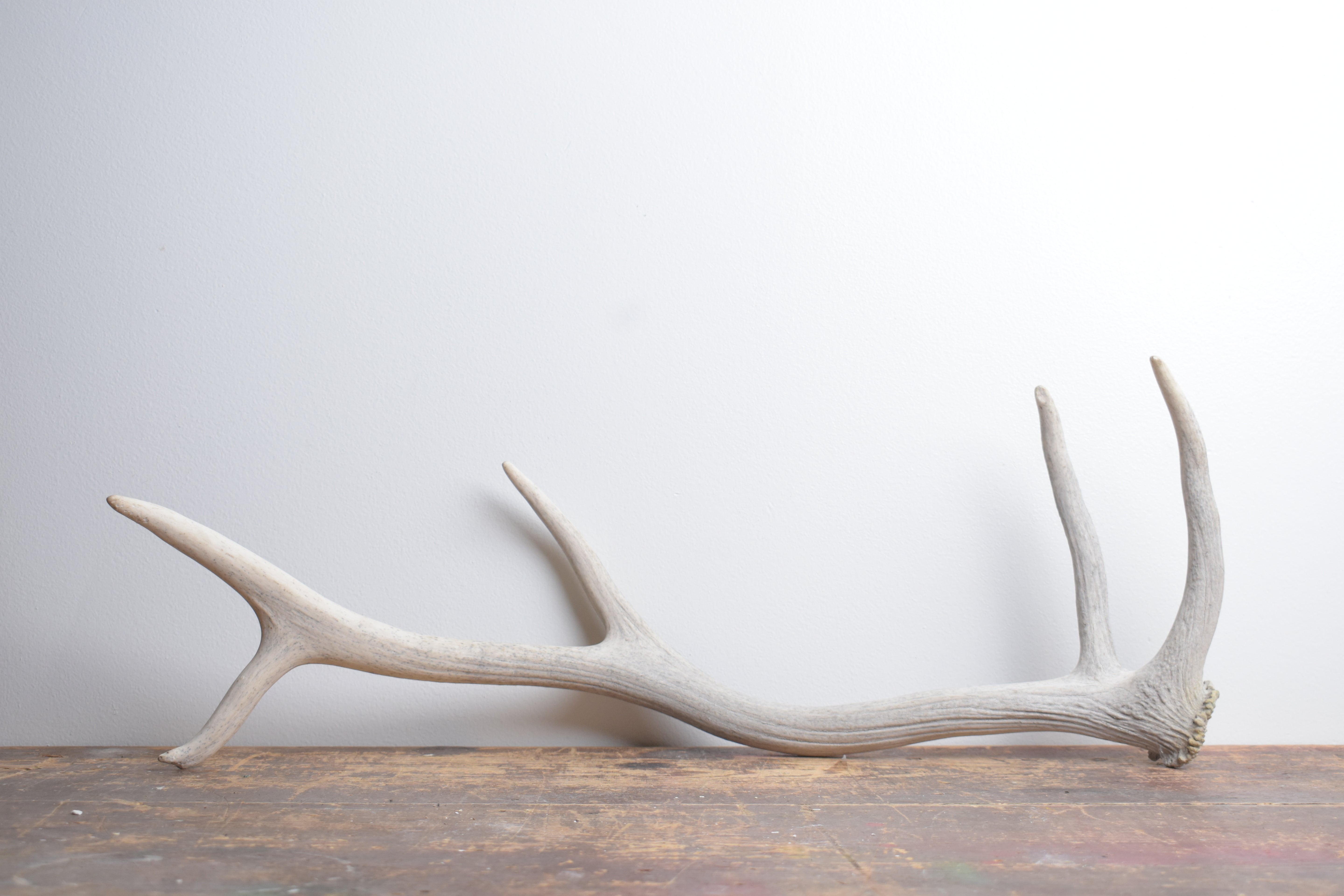 Elk Antler | Small Size | 132