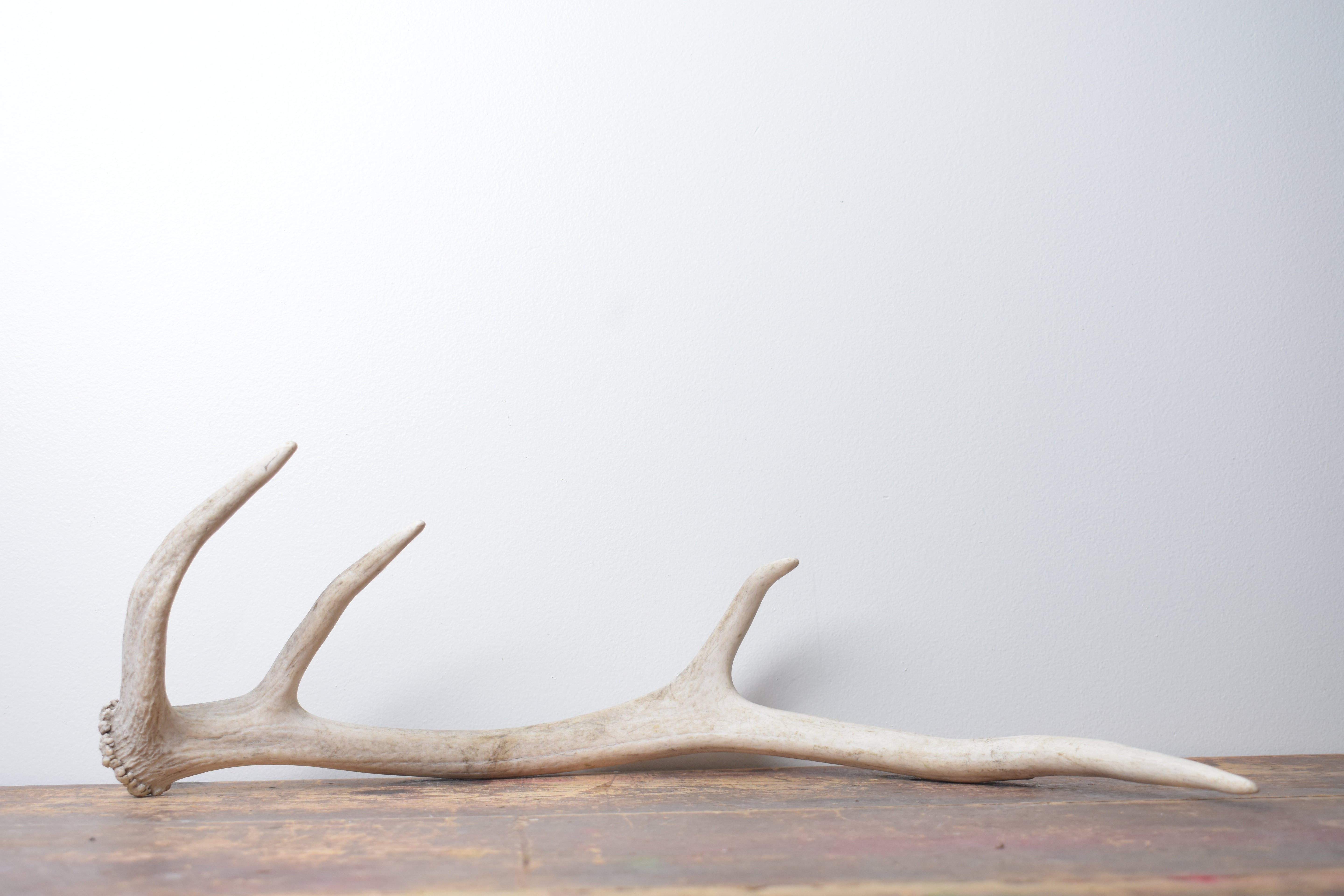 Elk Antler | Small Size | 143