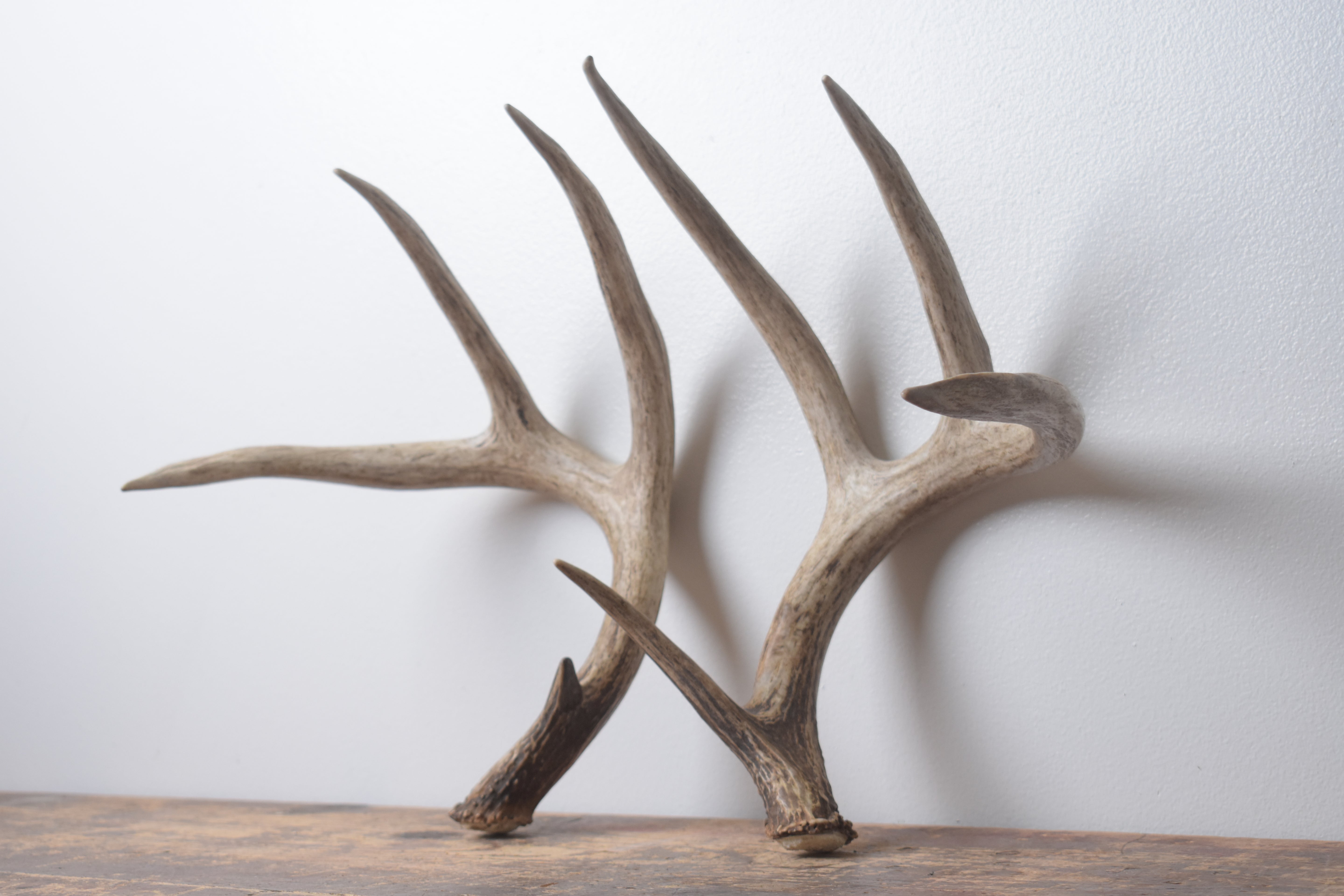 Whitetail Deer Antler Set | Large | 4