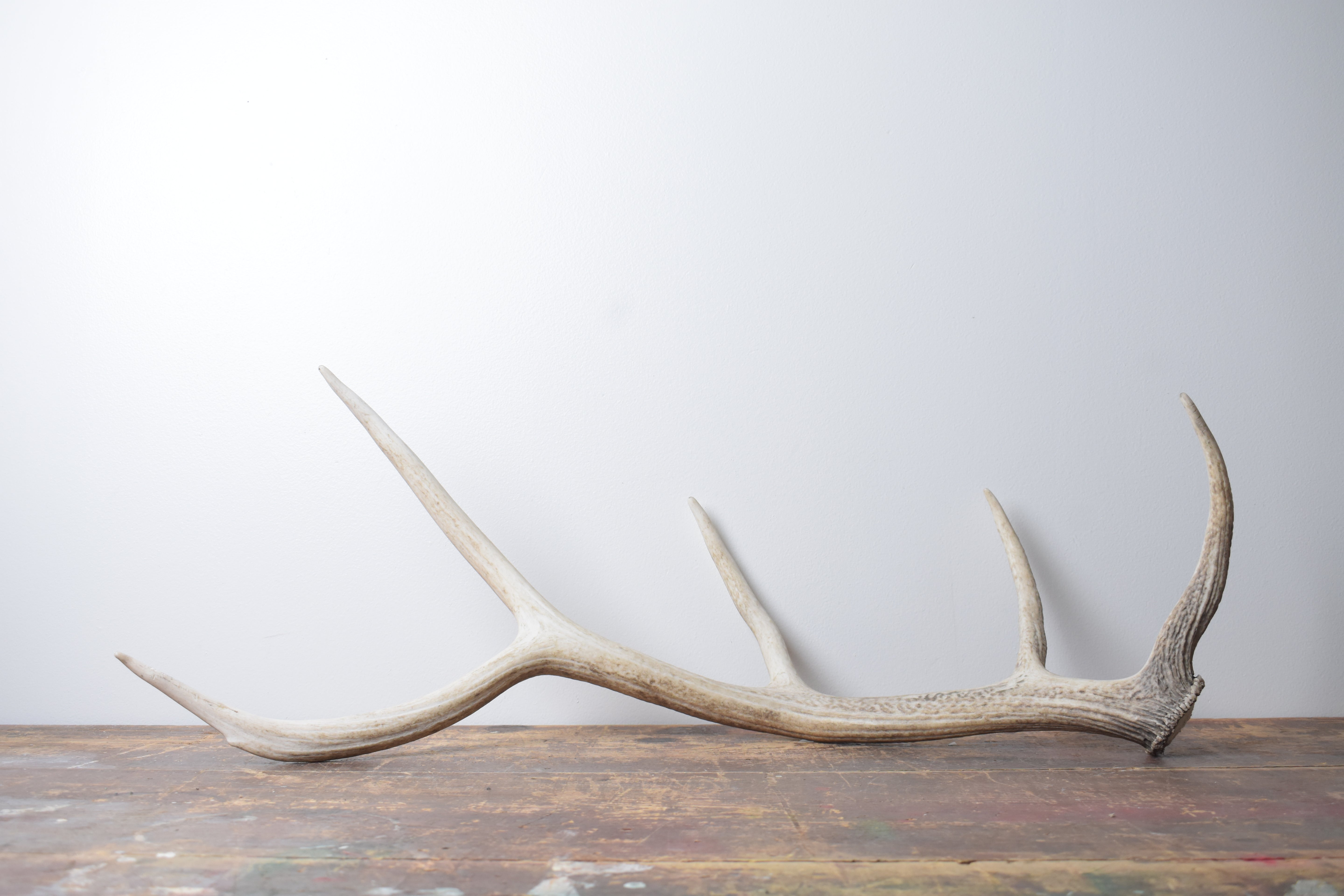 Elk Antler | Medium Size | 127