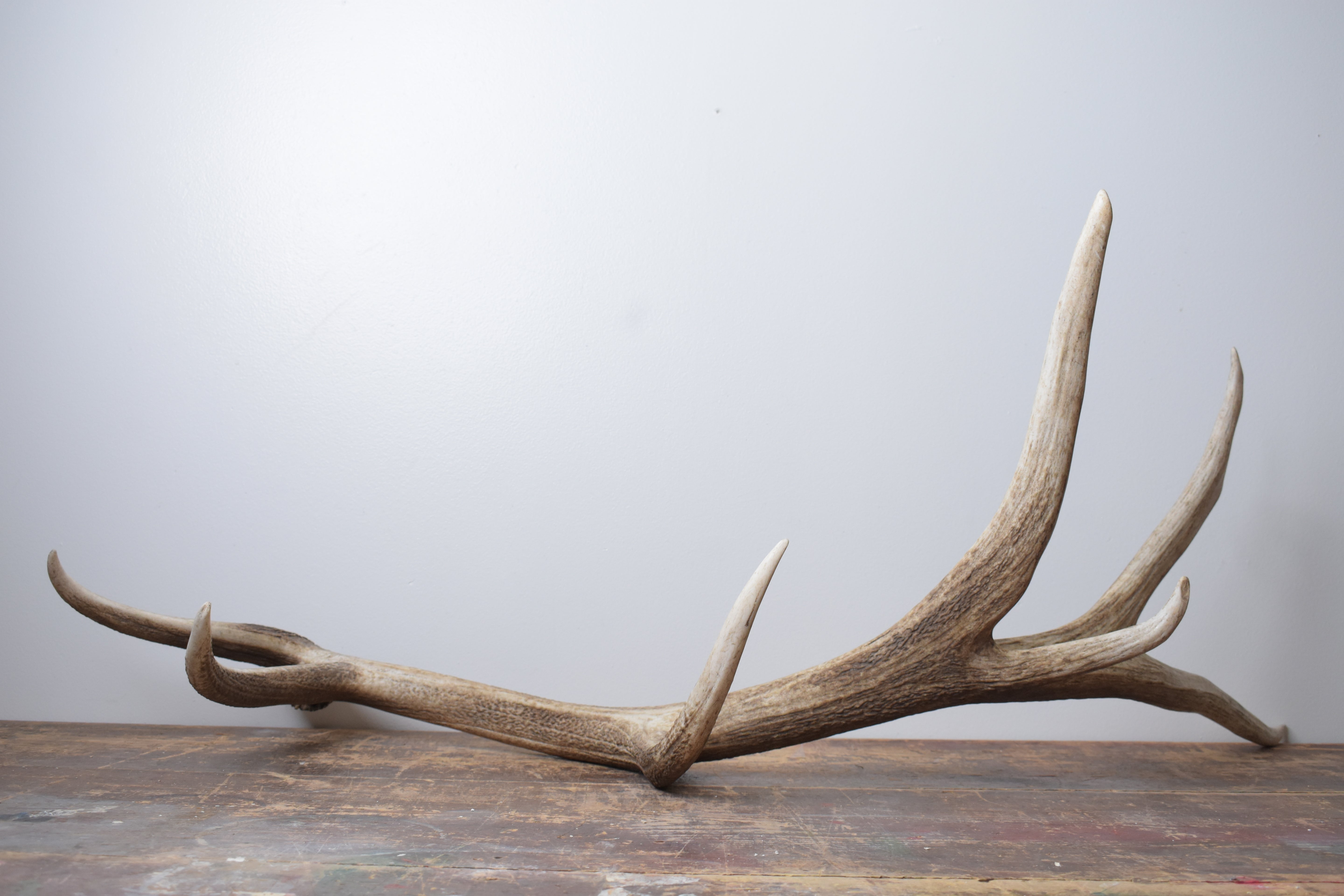 Elk Antler | Extra-Large Size | 176