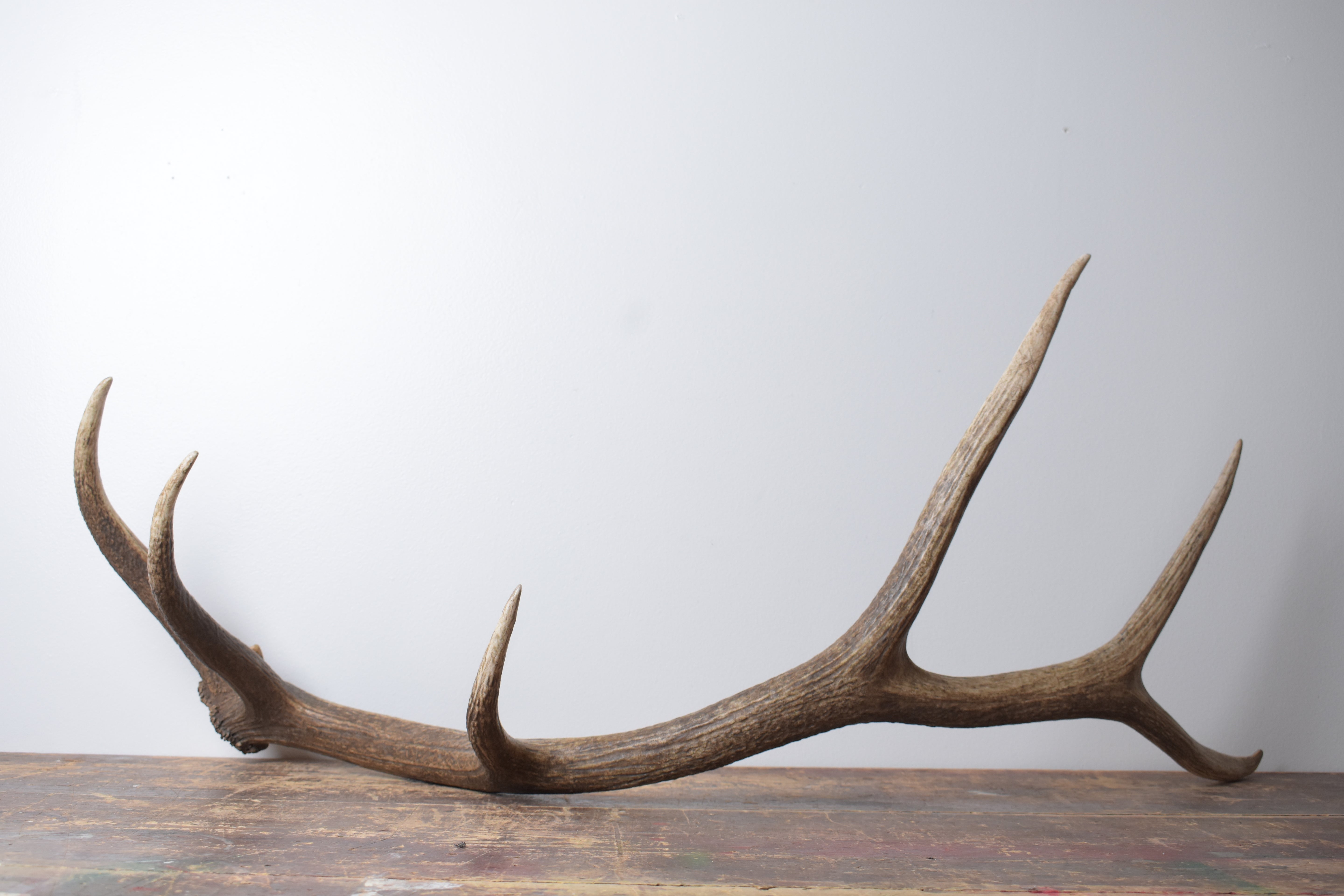 Elk Antler | Large Size | 170