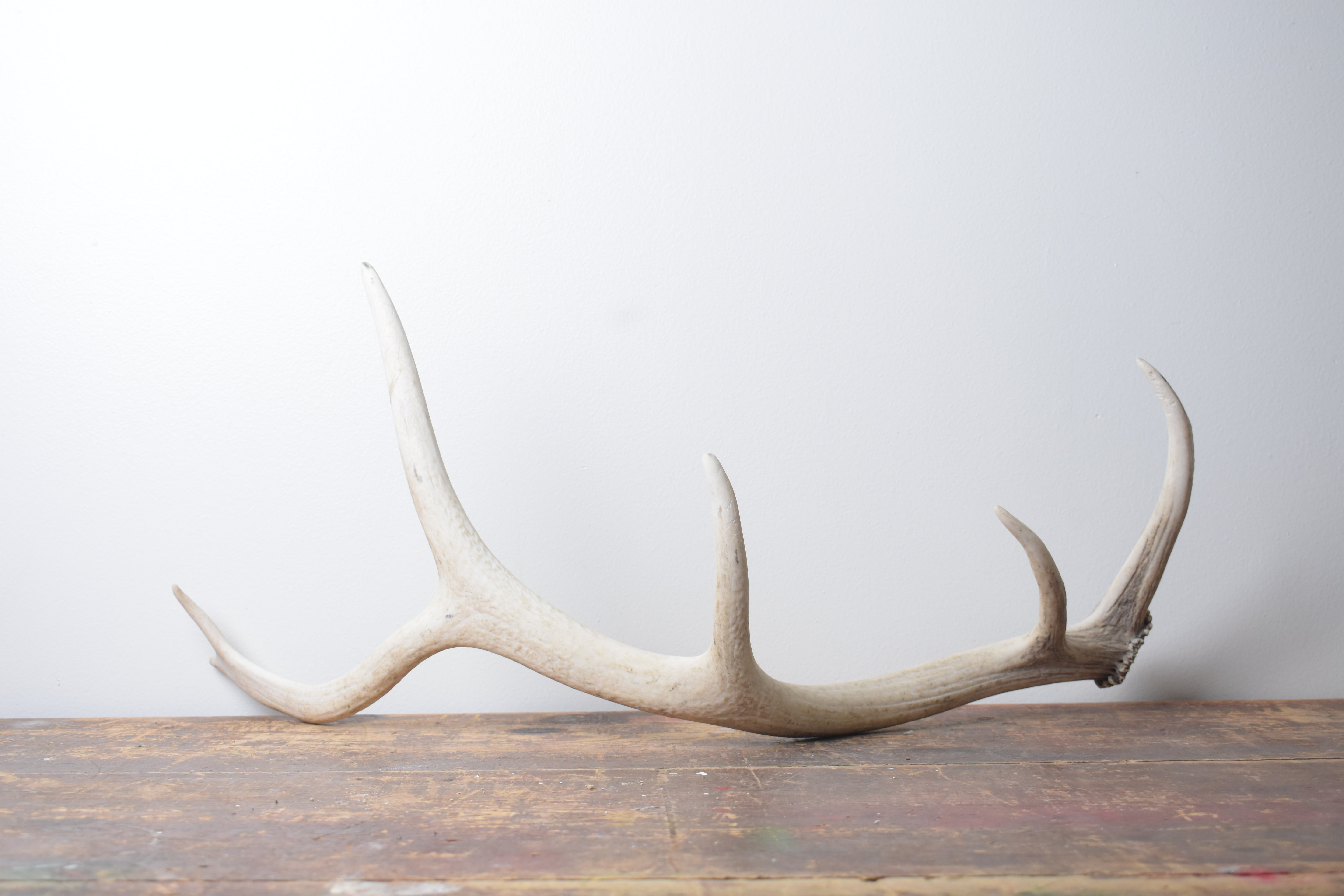 Elk Antler | Small Size | 125