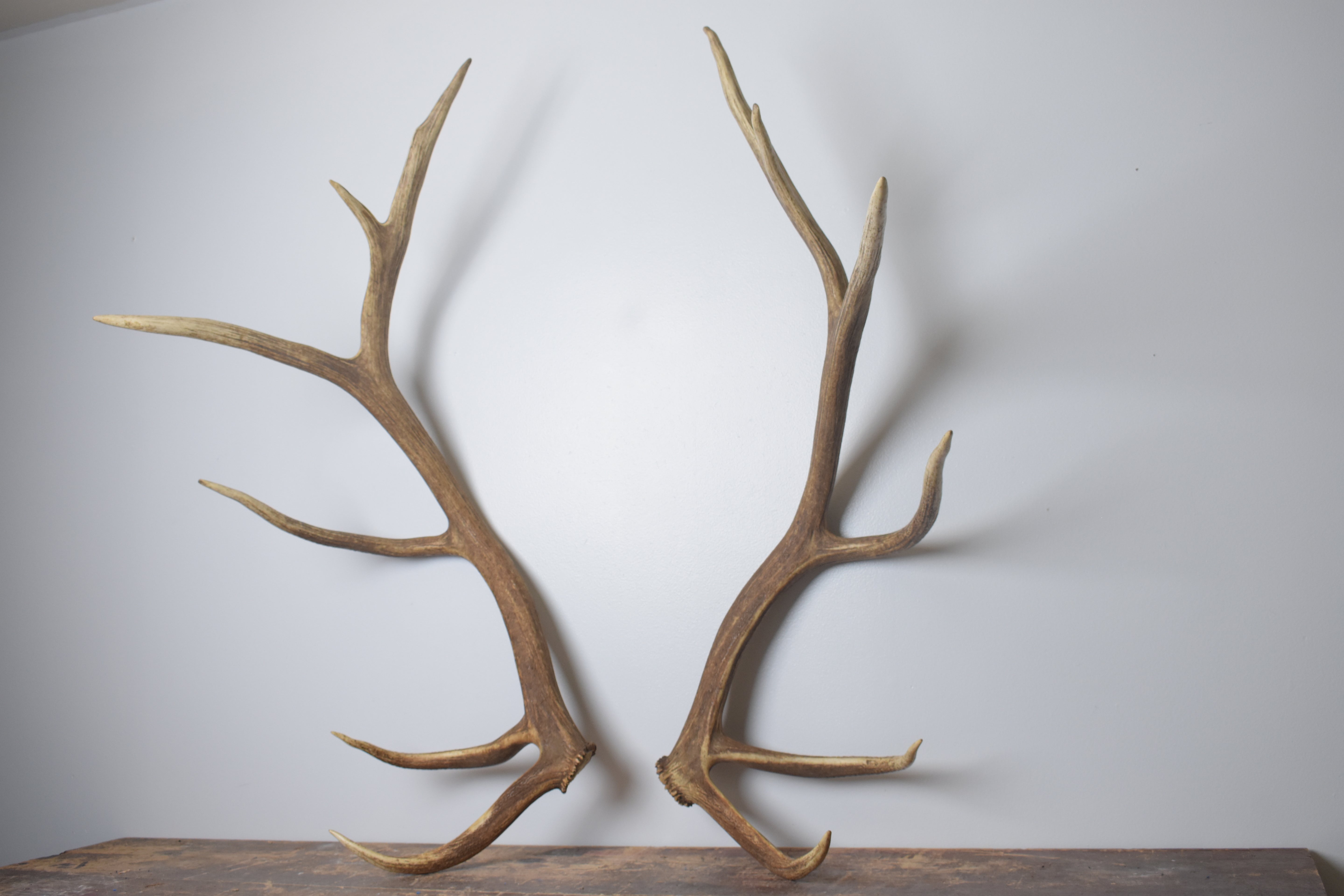Elk Antler Set | Extra-Large | 167