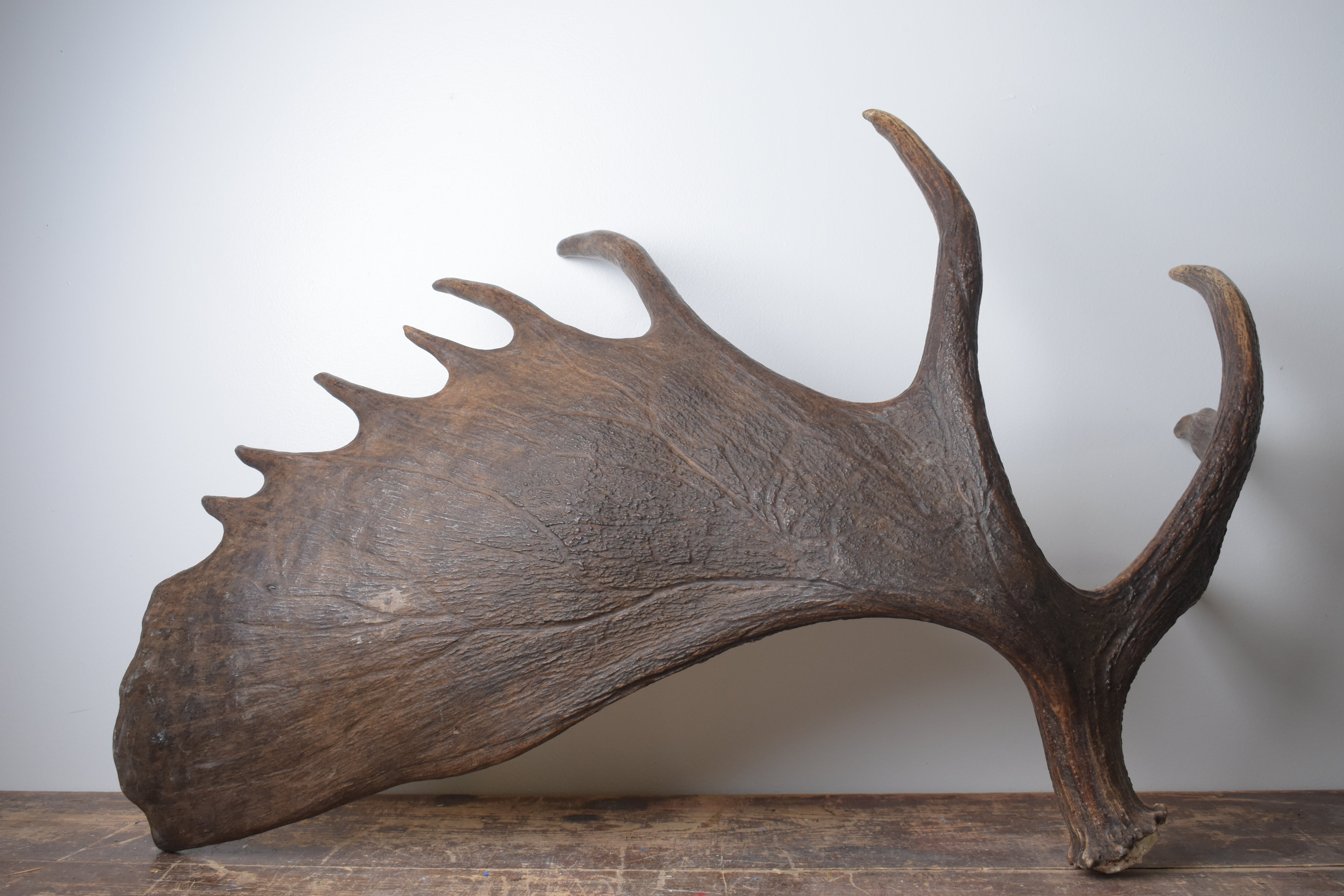 Moose Antler | Extra-Large | 13