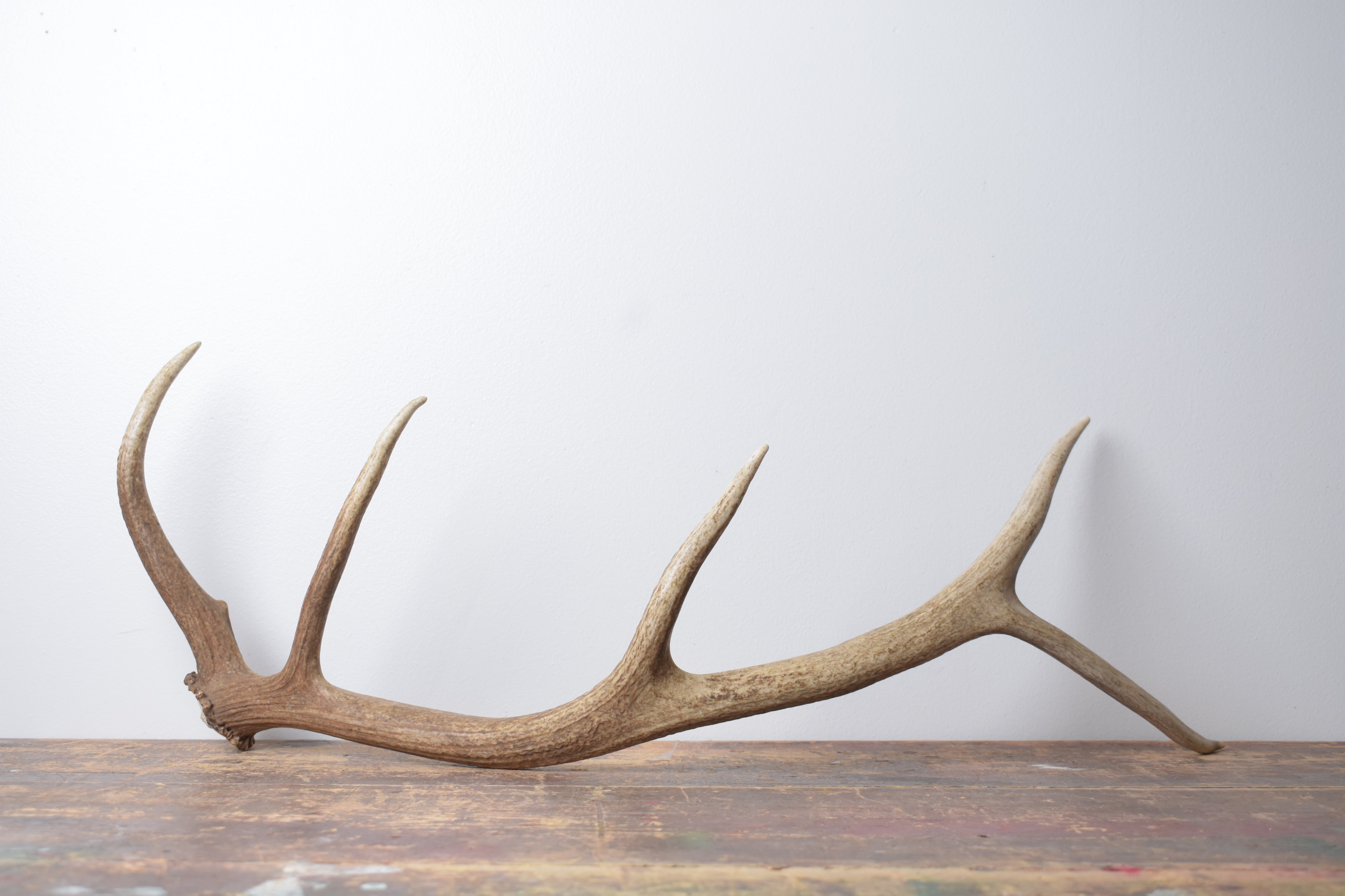 Elk Antler | Small Size | 171