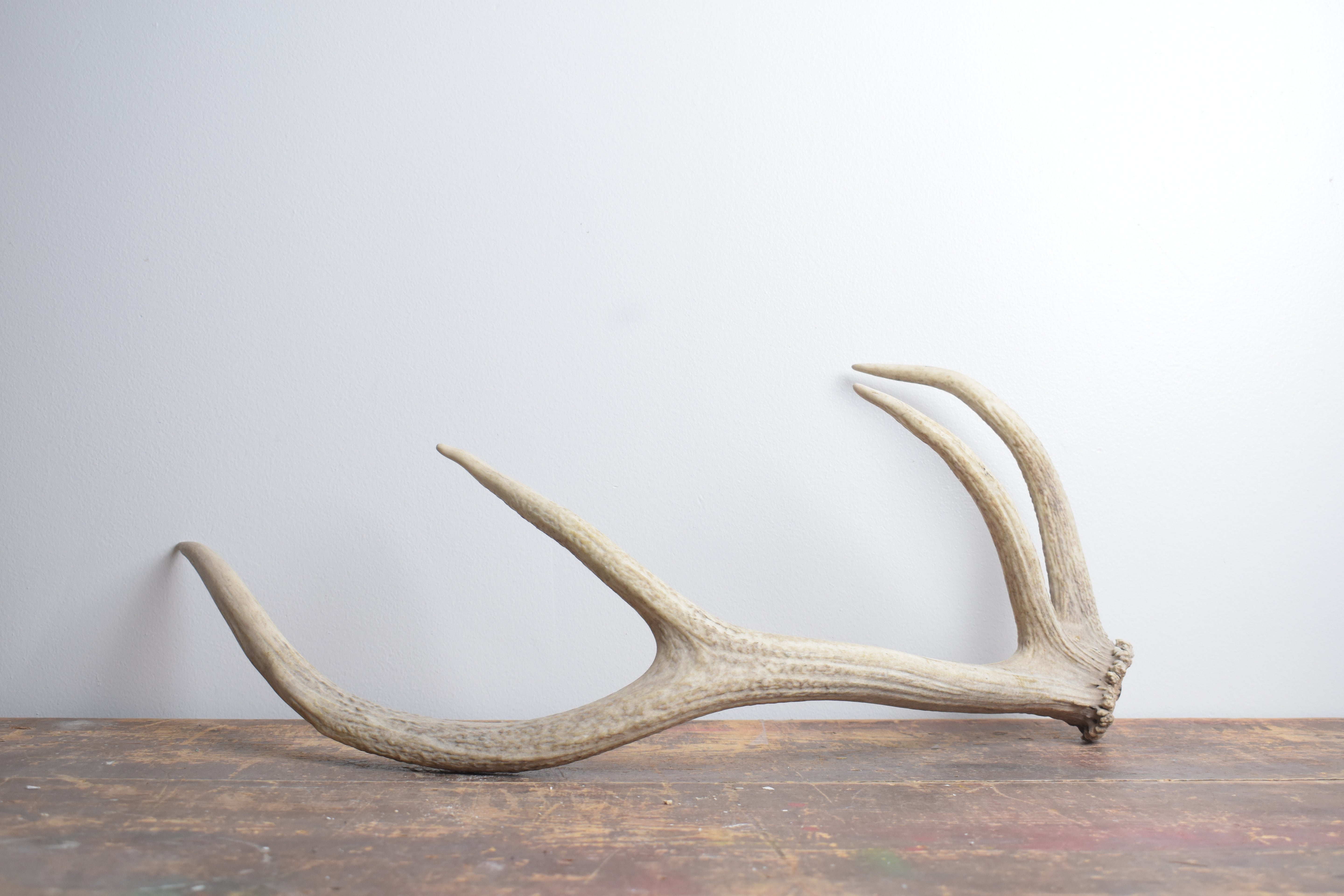 Elk Antler | Small Size | 129