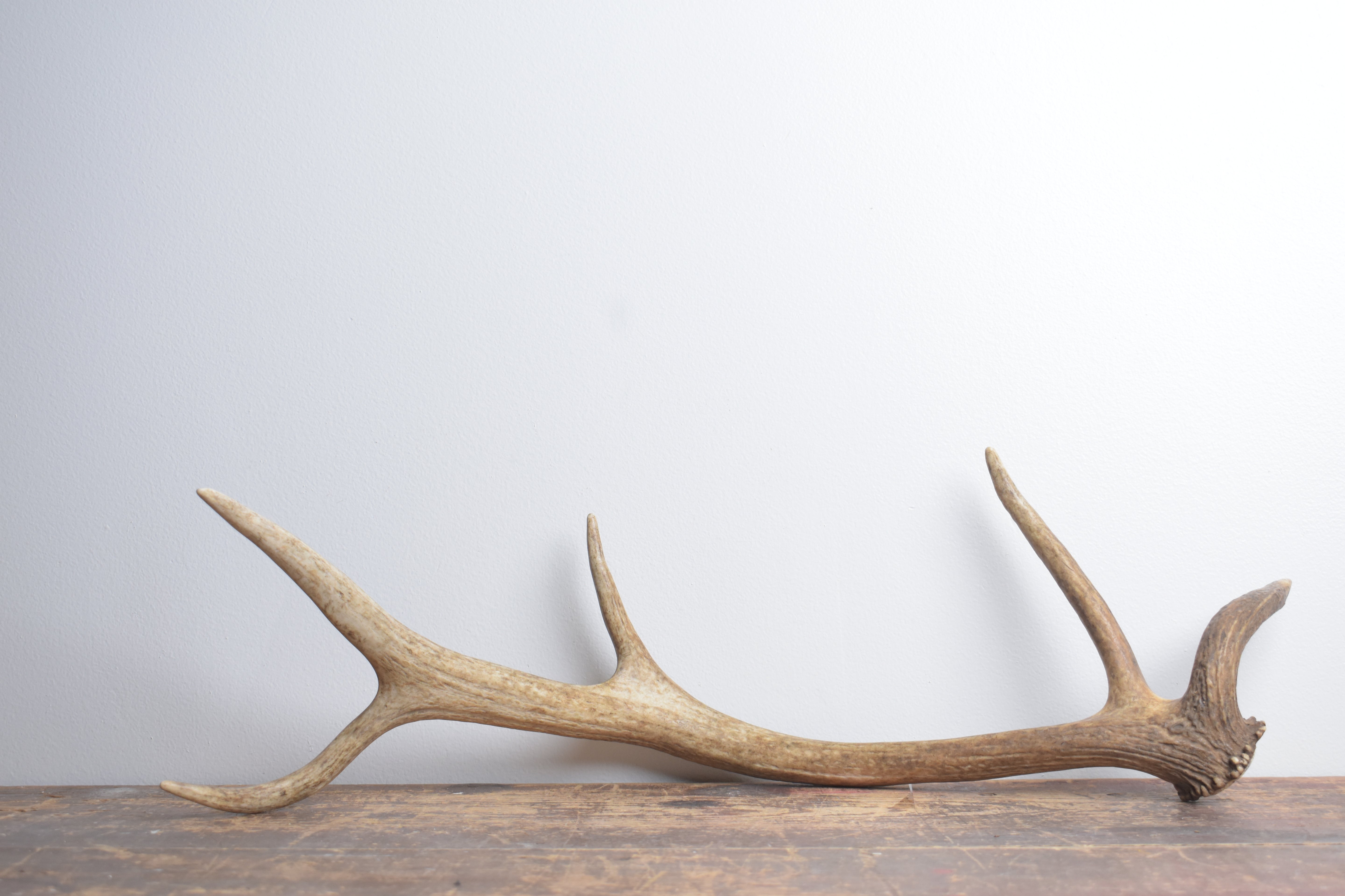 Elk Antler | Small Size | 138