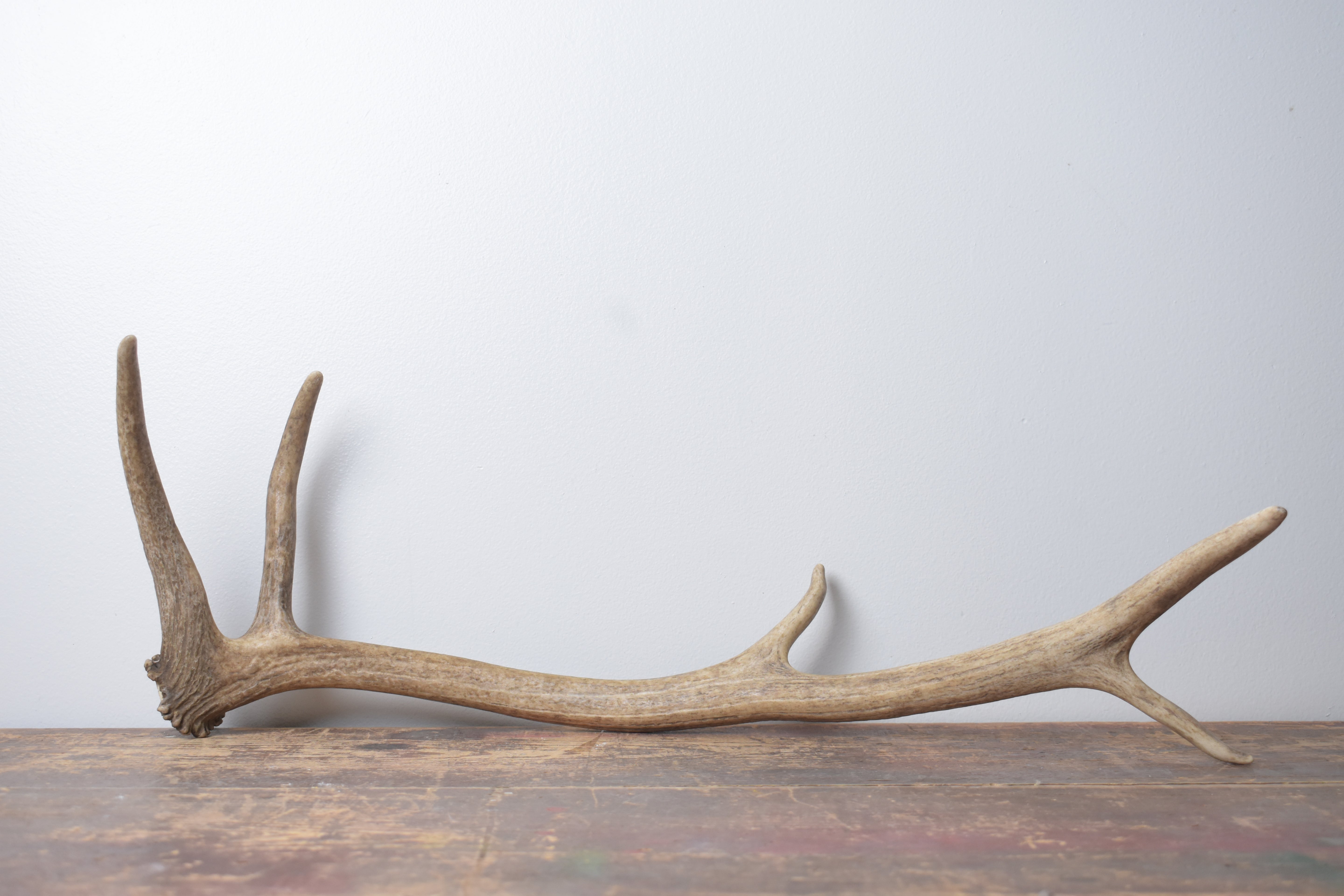 Elk Antler | Small Size | 147