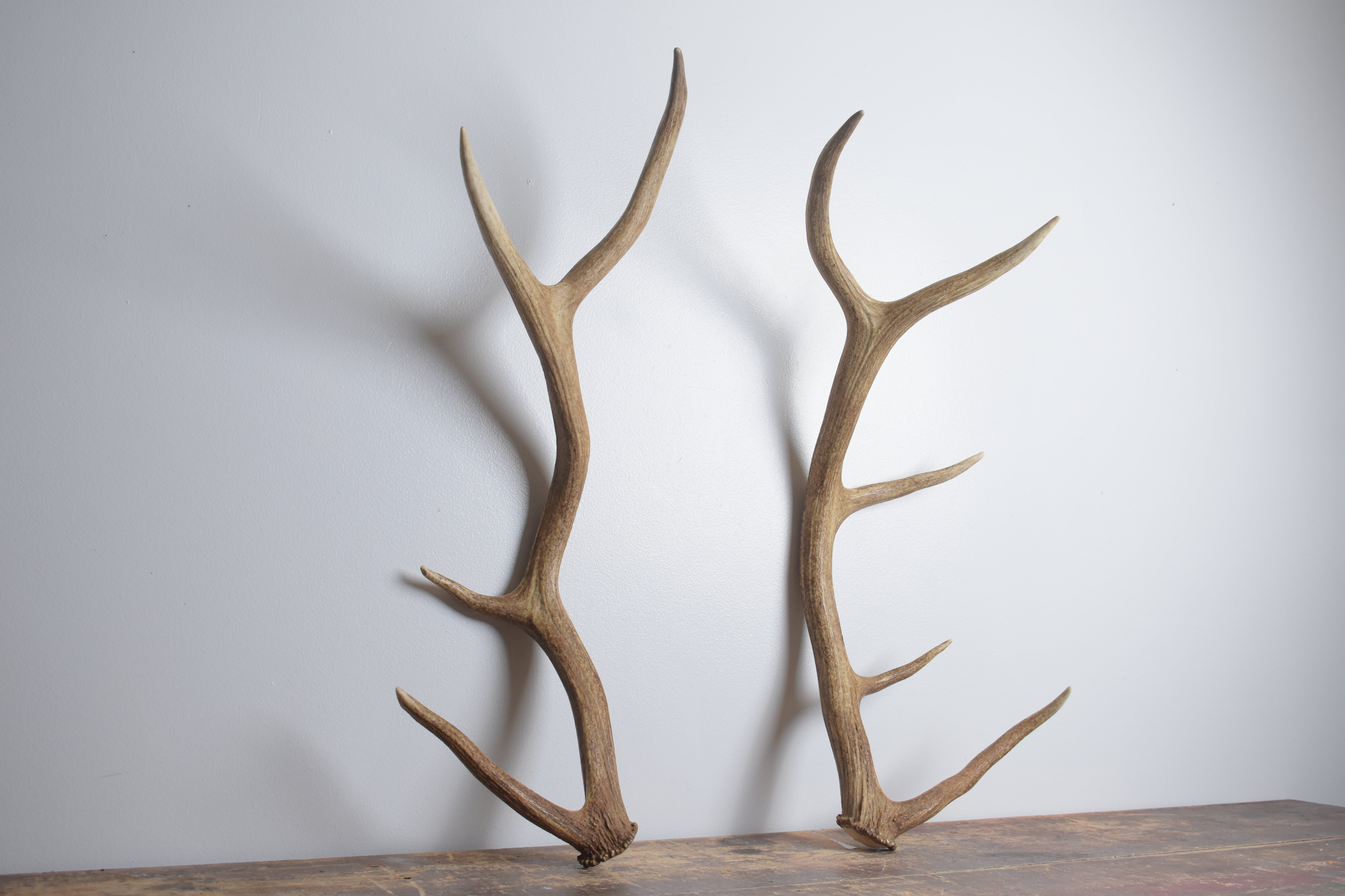 Elk Antler Set | Medium | 153