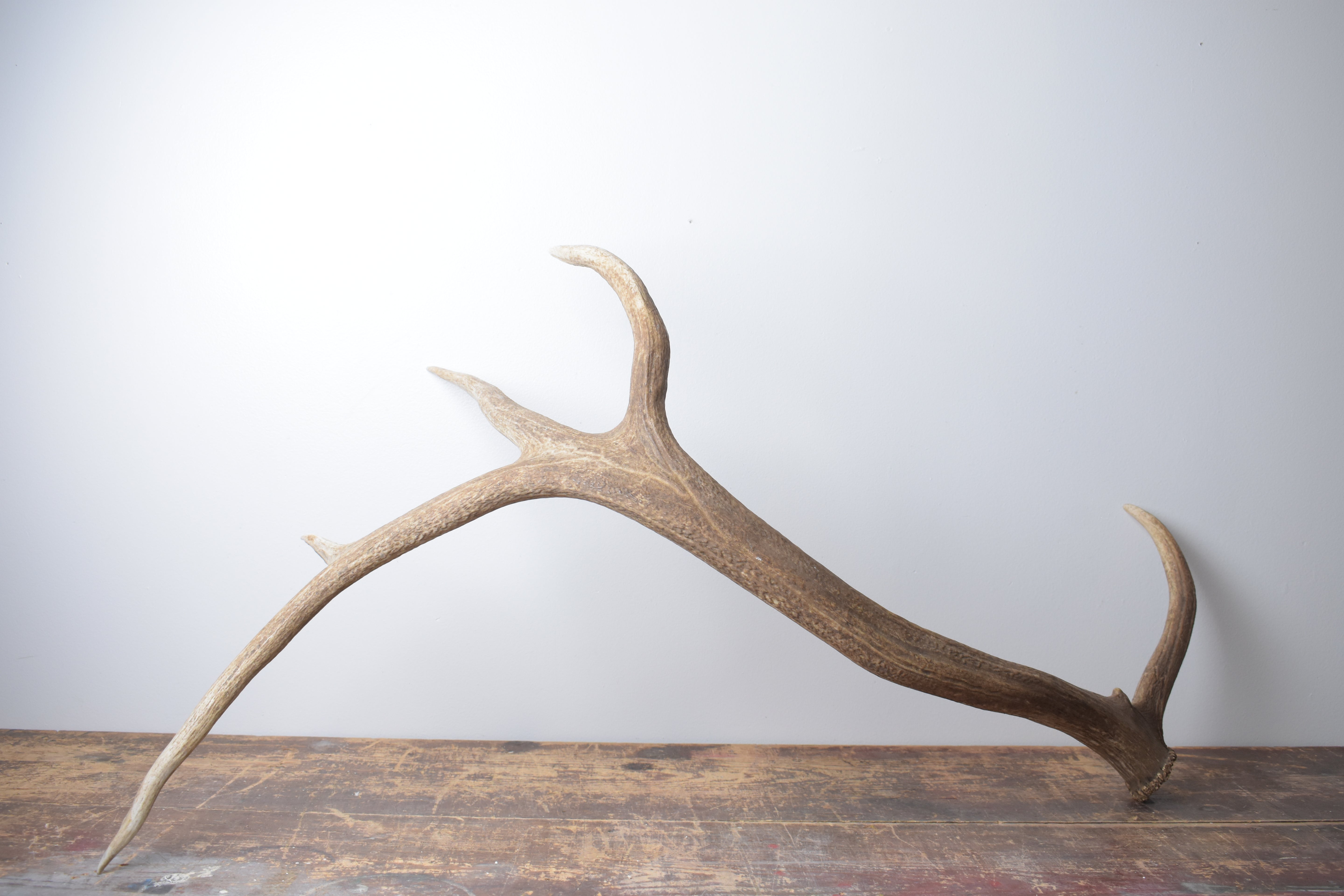 Elk Antler | Extra-Large Size | 175