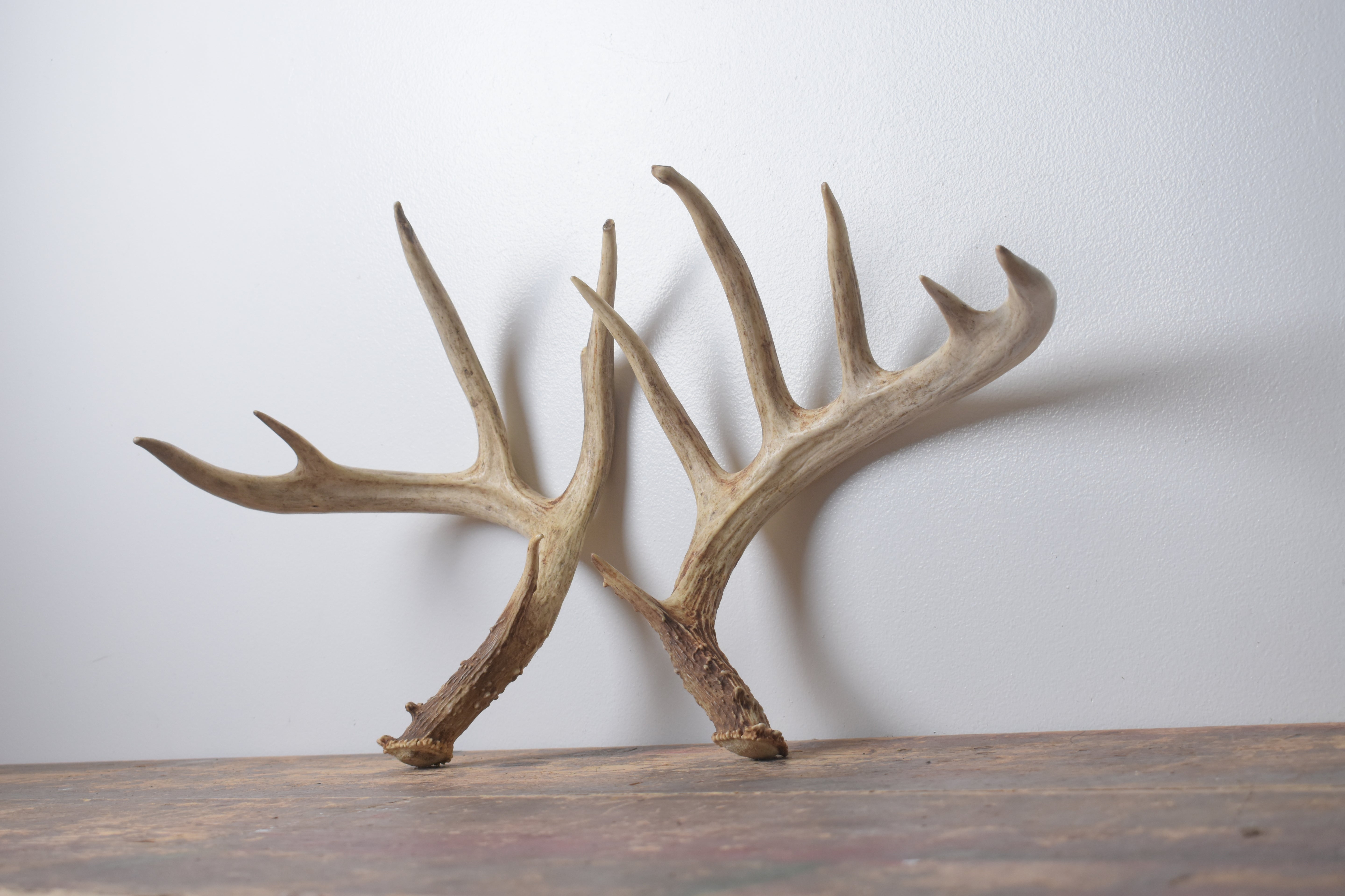 Whitetail Deer Antler Set | Large | 1
