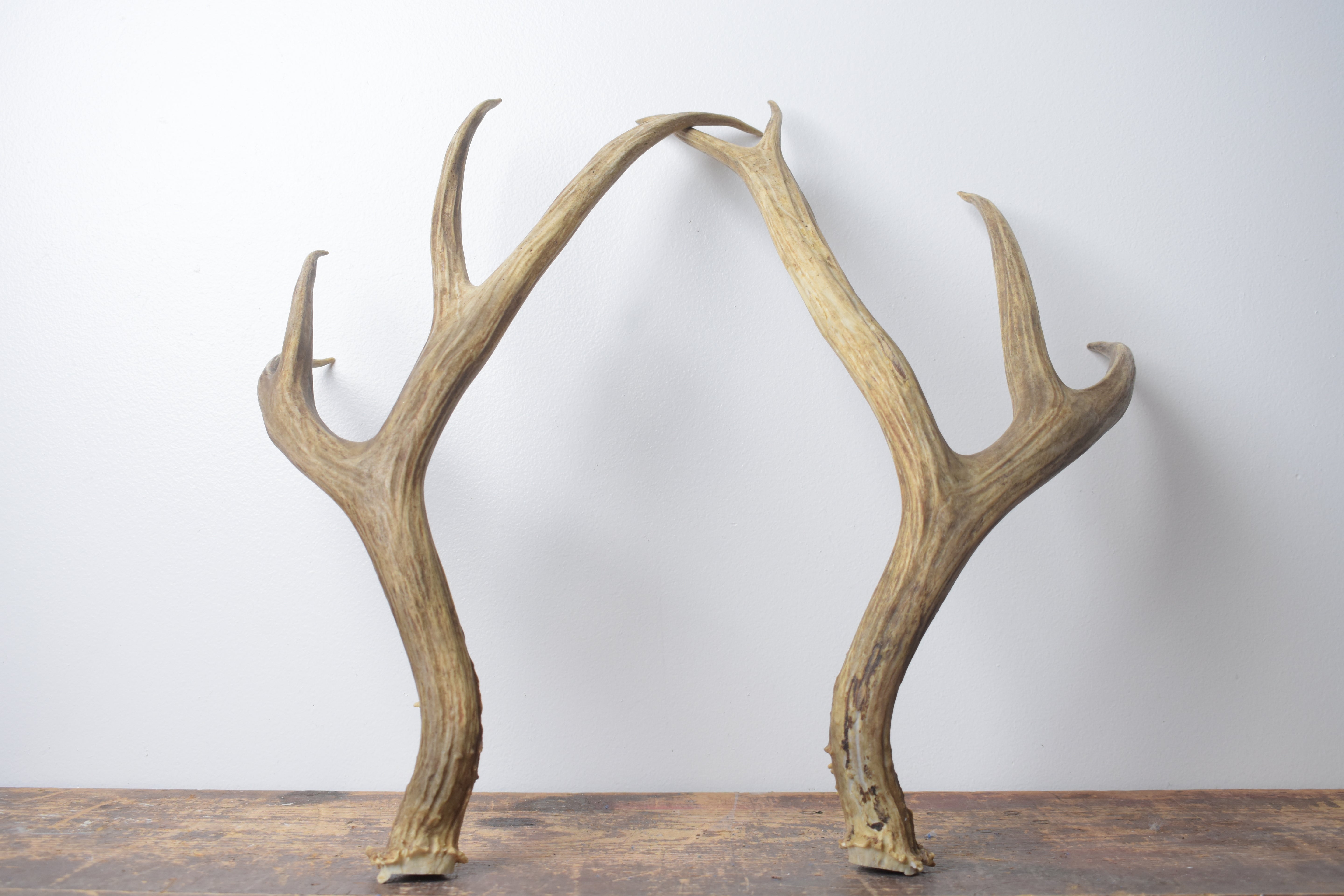 Mule Deer Antler Set | Large | 66