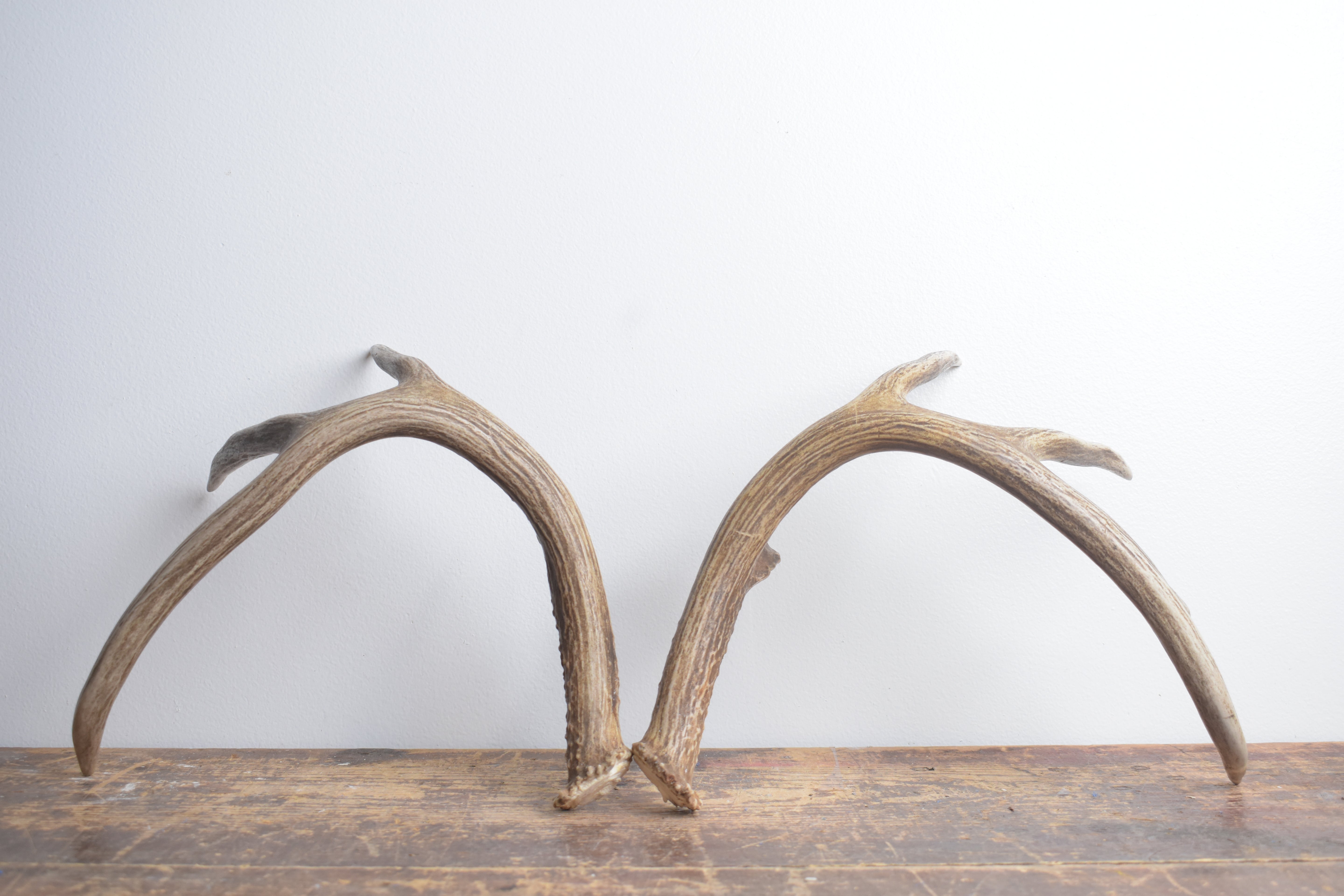Whitetail Deer Antler Set | Large | 6