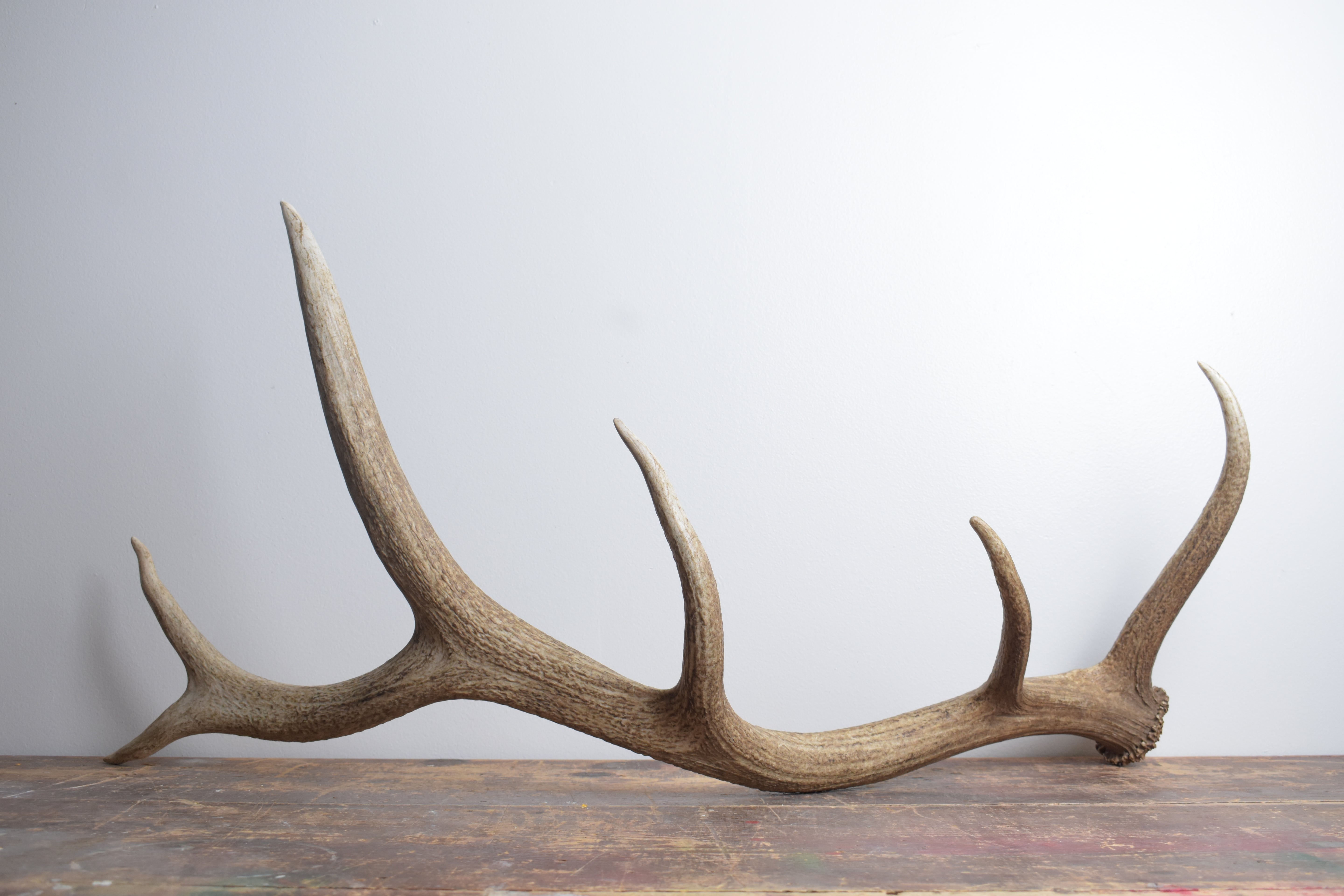 Elk Antler | Large Size | 161