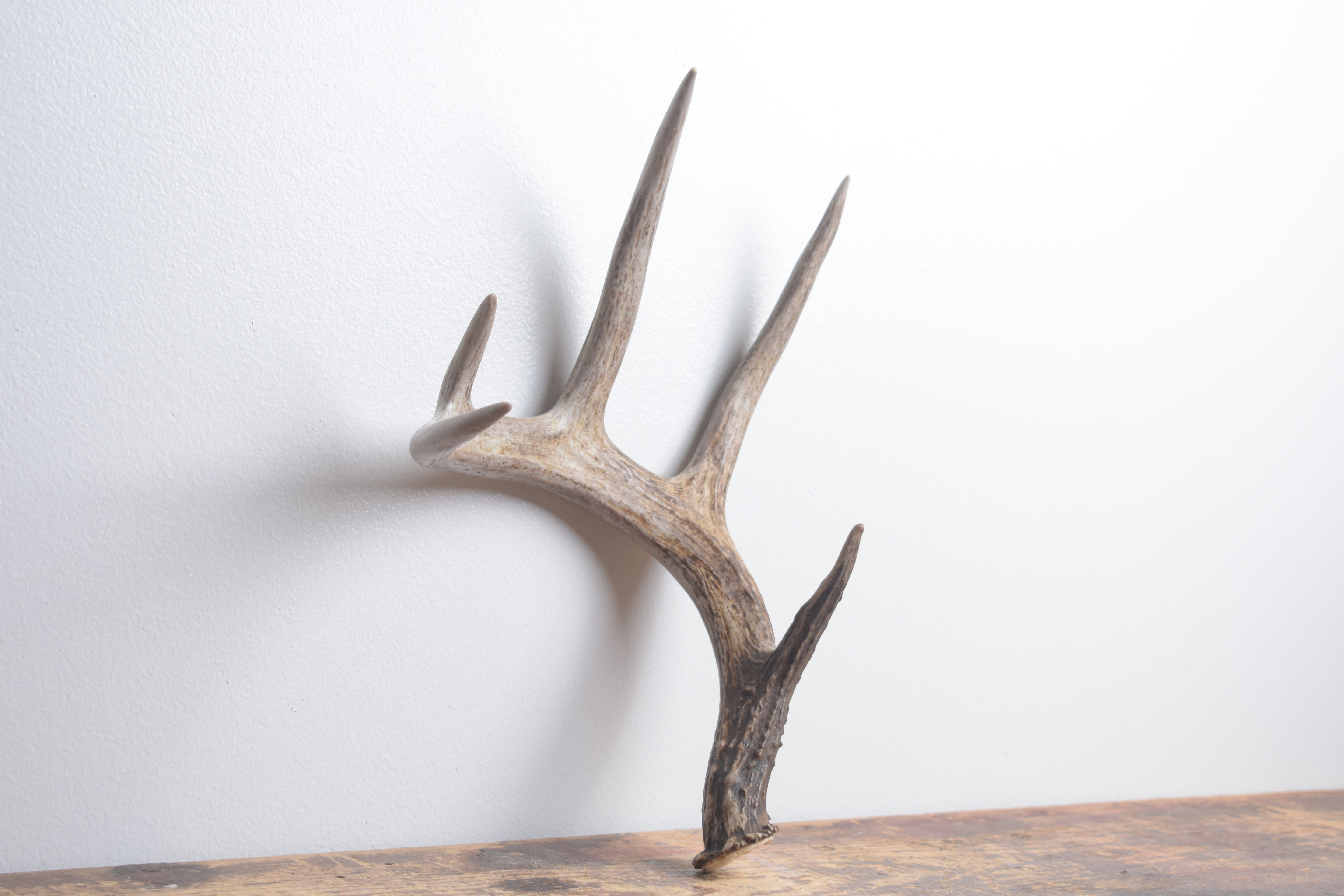 Whitetail Deer Antler | Medium Size | 5