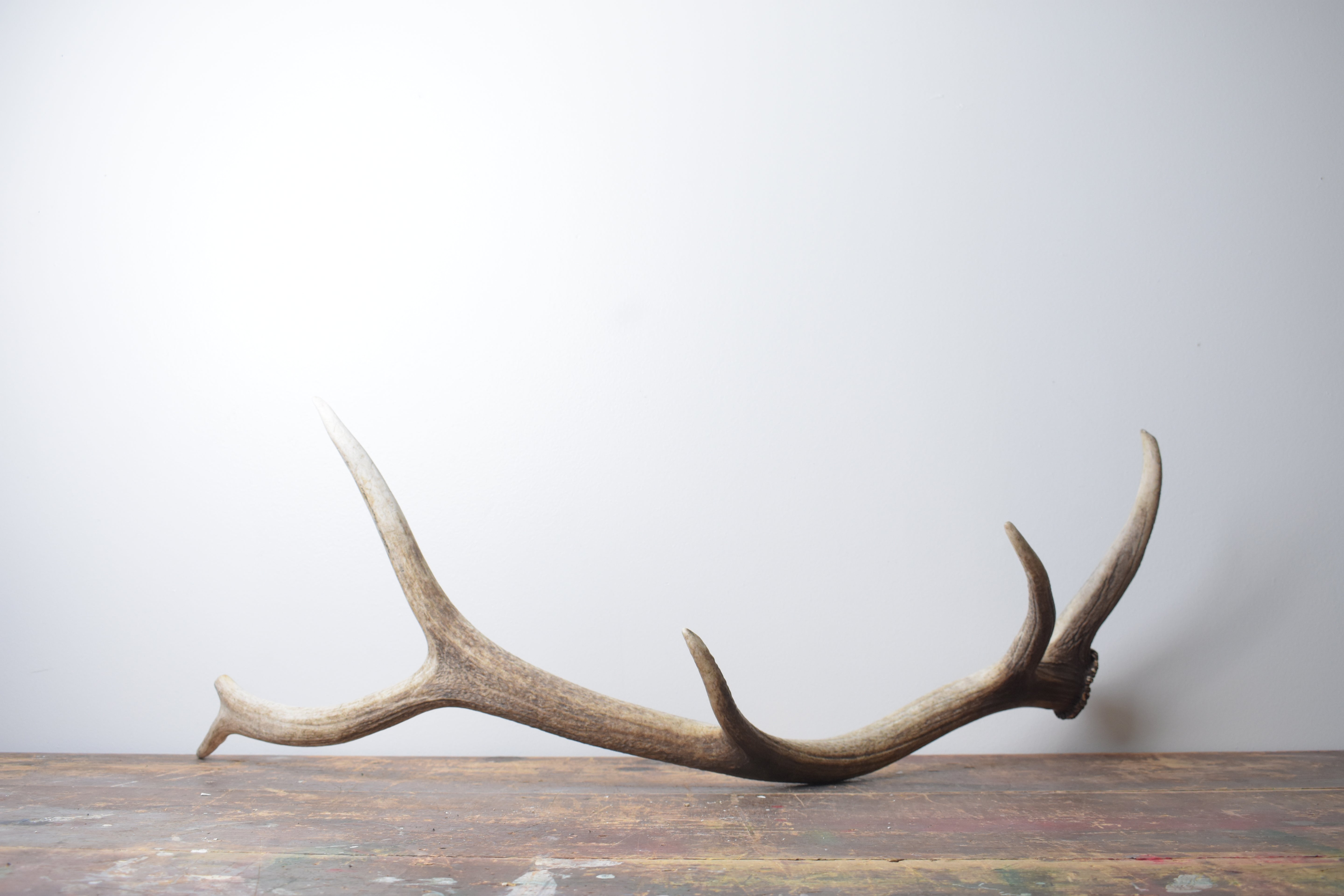 Elk Antler | Large Size | 124