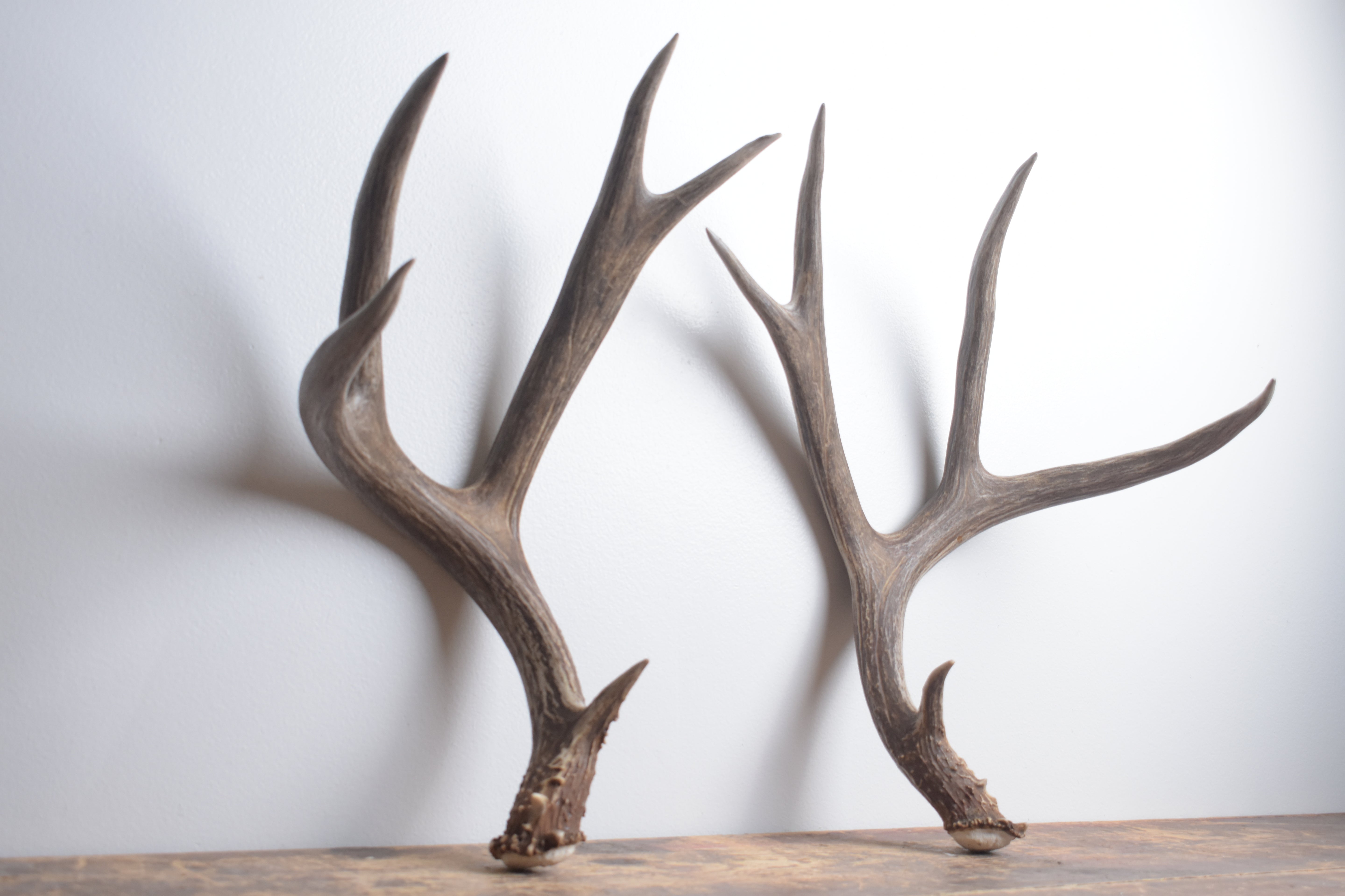 Mule Deer Antler Set | Extra-Large | 1