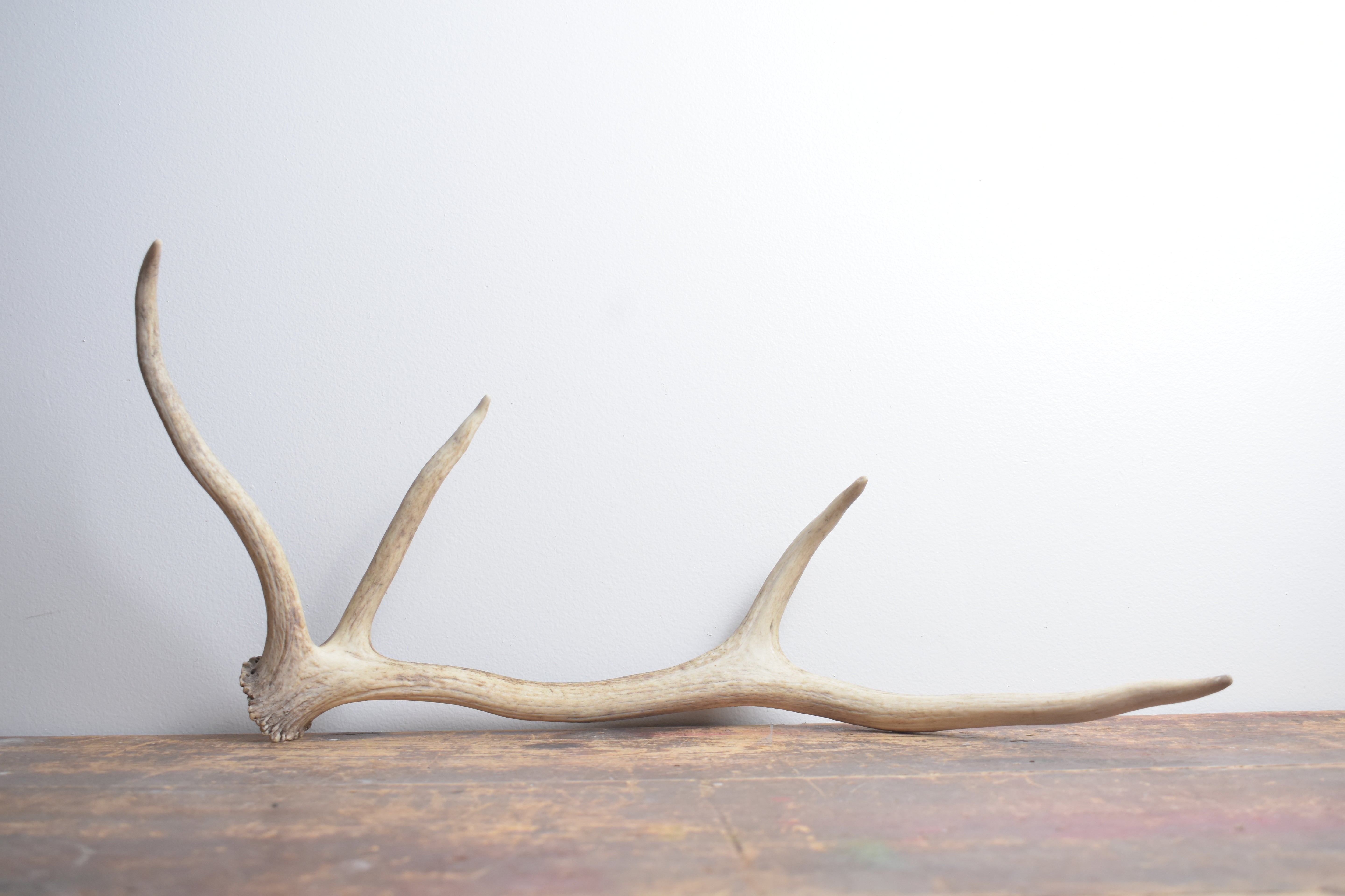 Elk Antler | Small Size | 131
