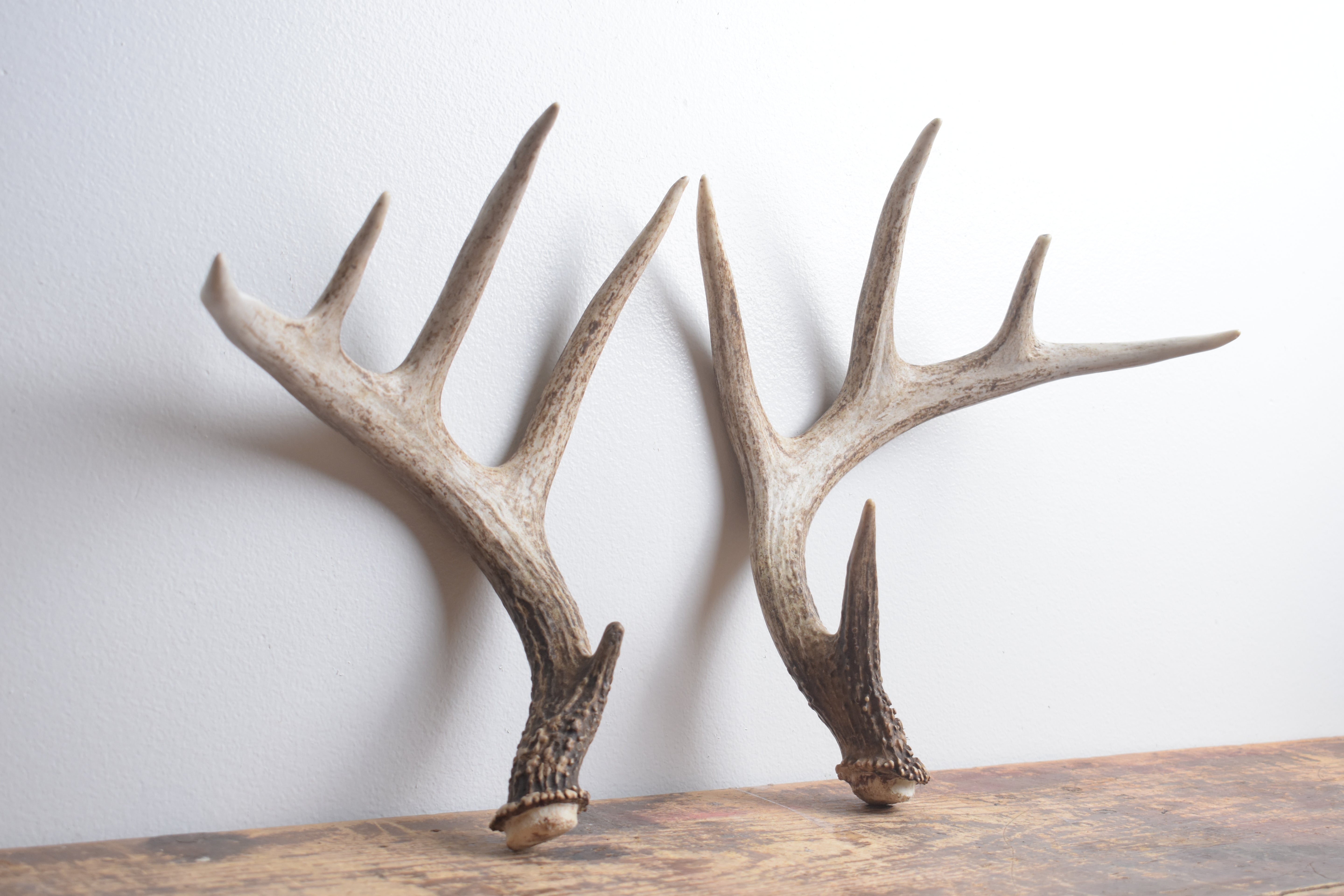 Whitetail Deer Antler Set | Medium | 2