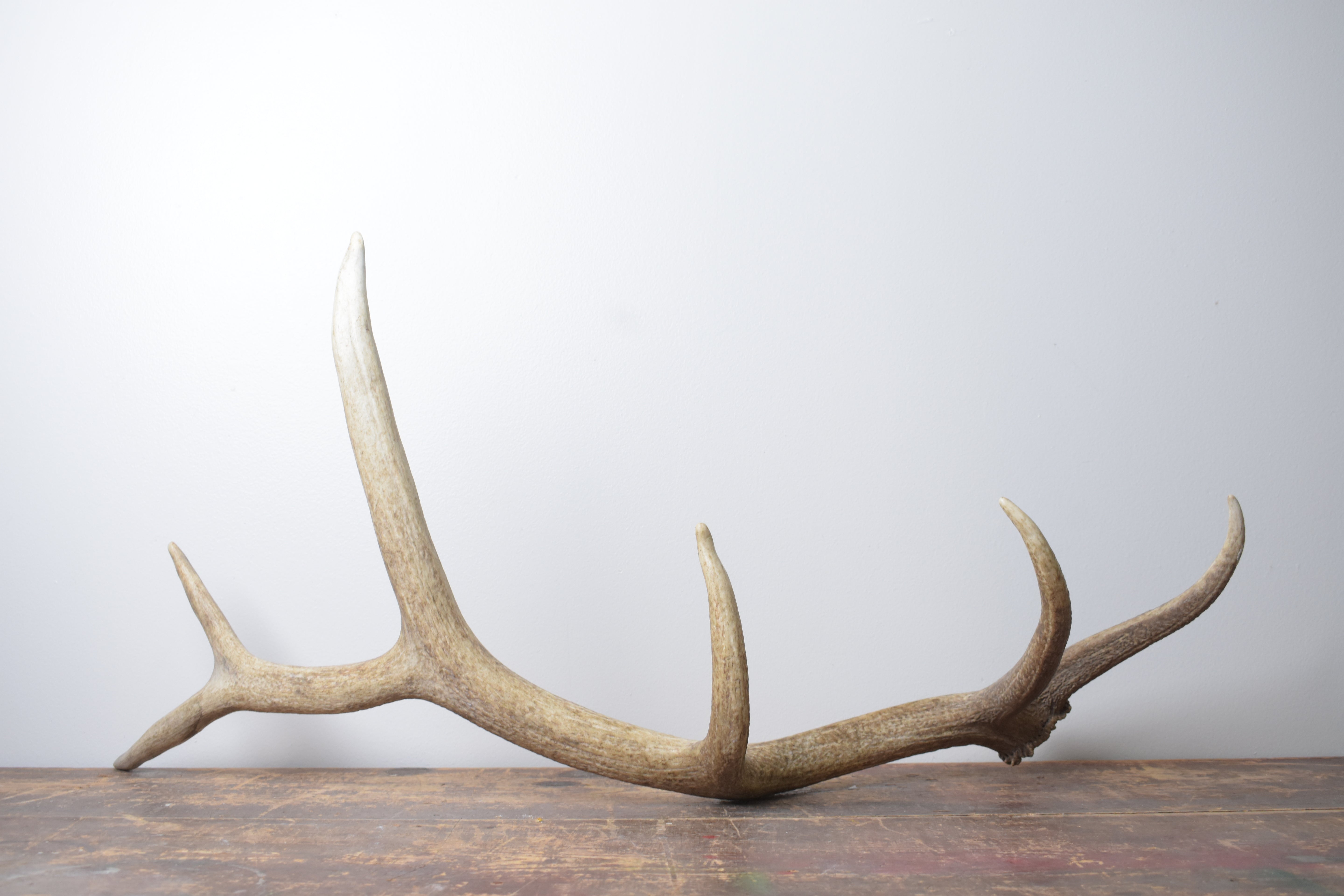 Elk Antler | Medium Size | 160
