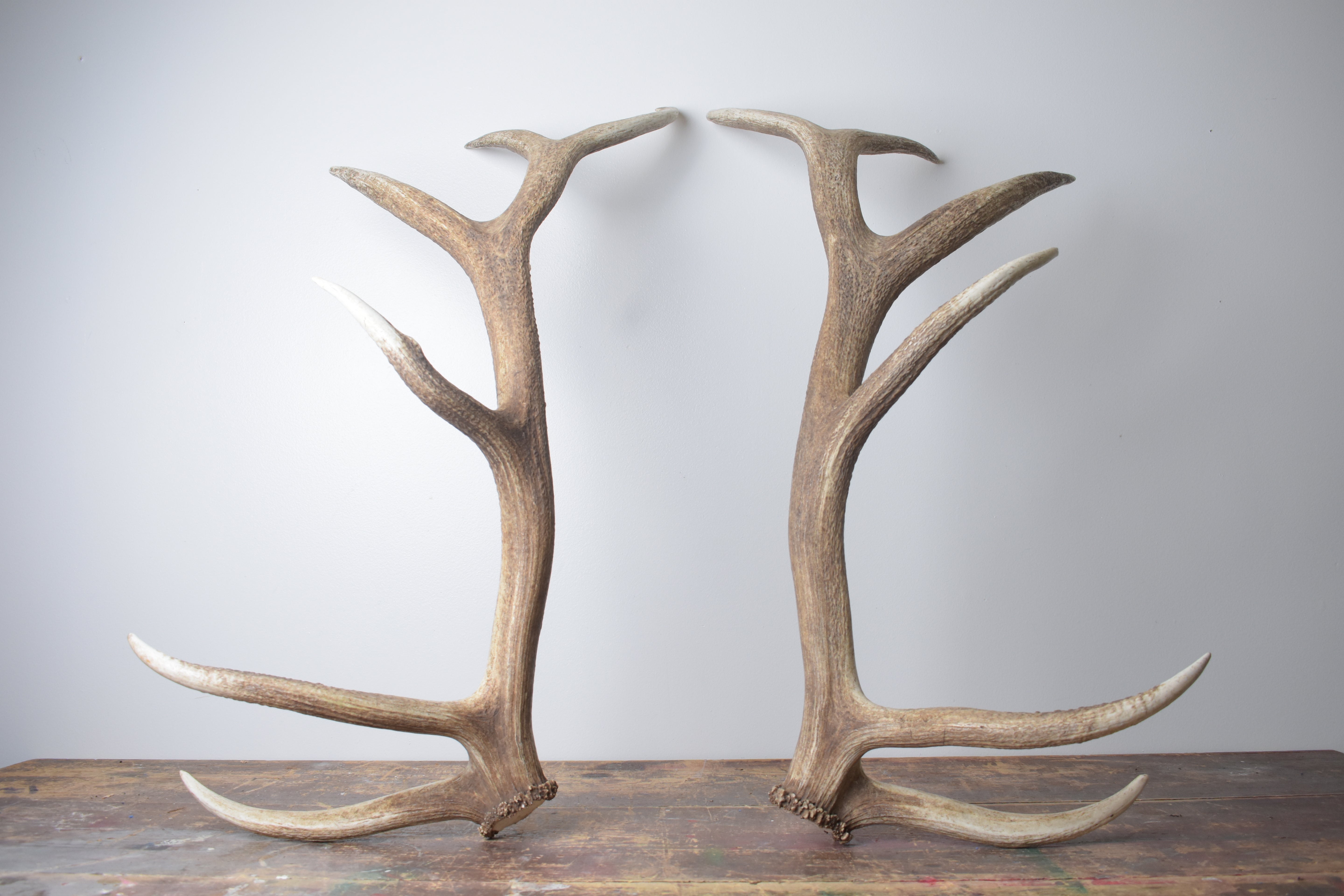 Elk Antler Set | Extra-Large | 166