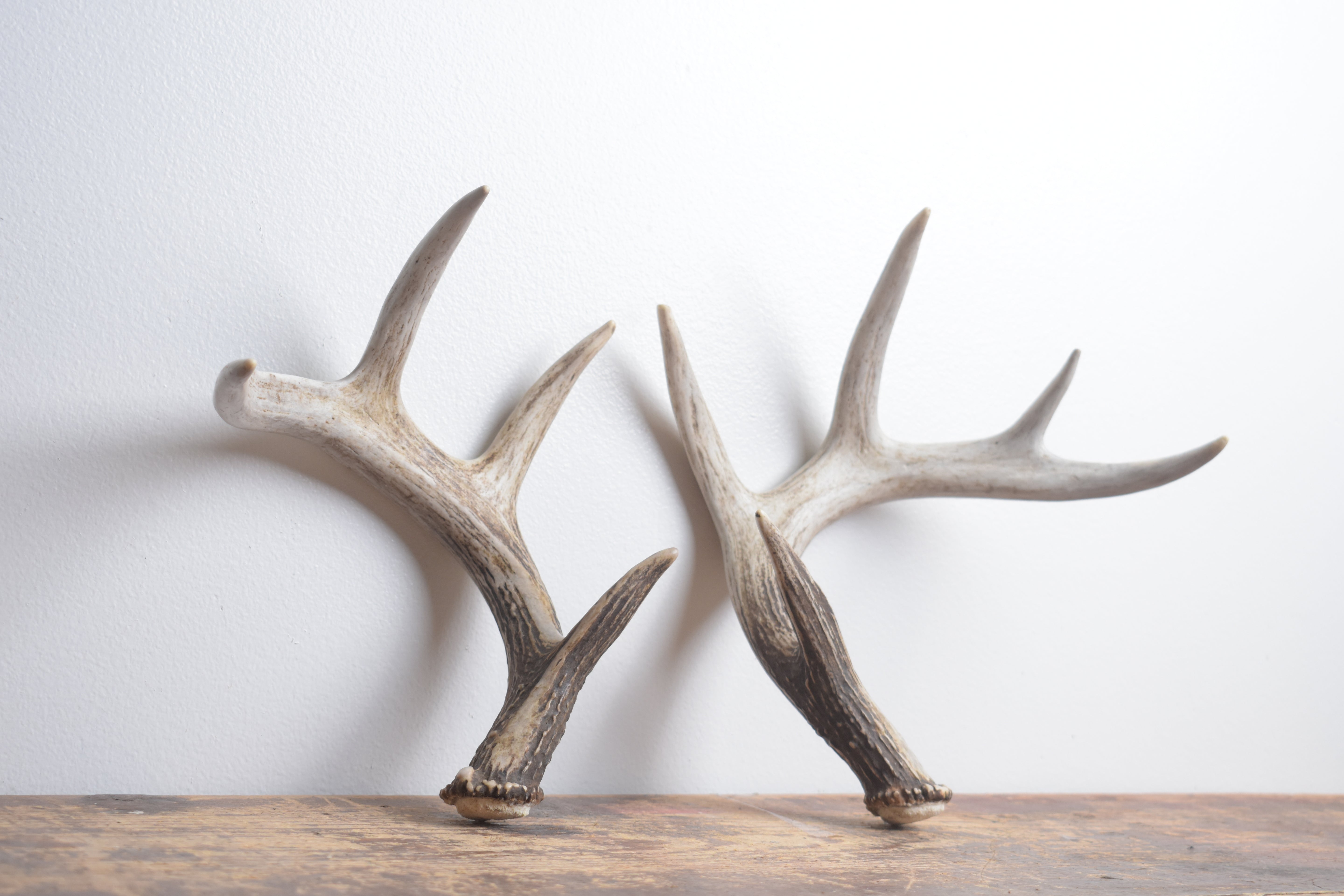 Whitetail Deer Antler Set | Small | 3