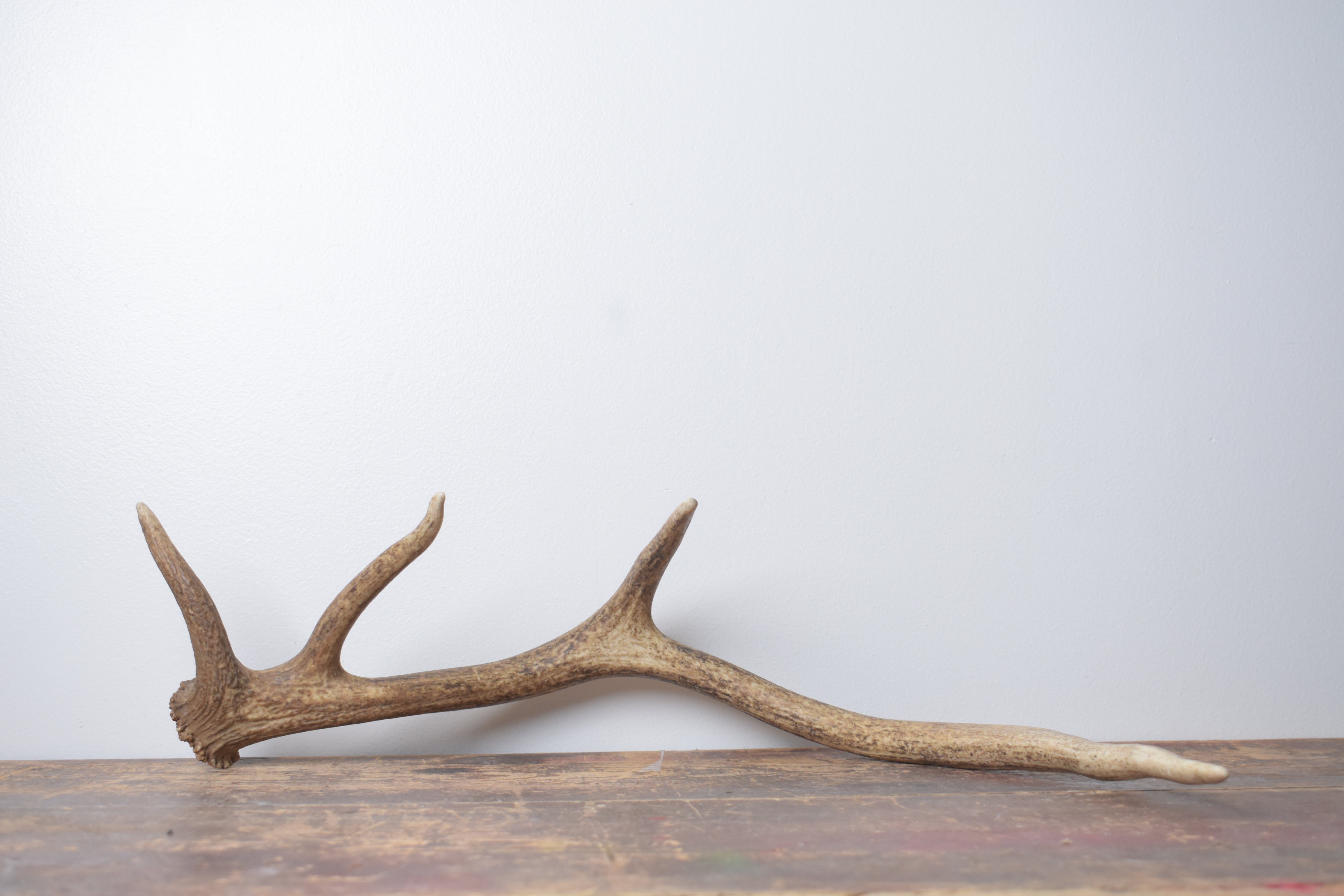 Elk Antler | Small Size | 137